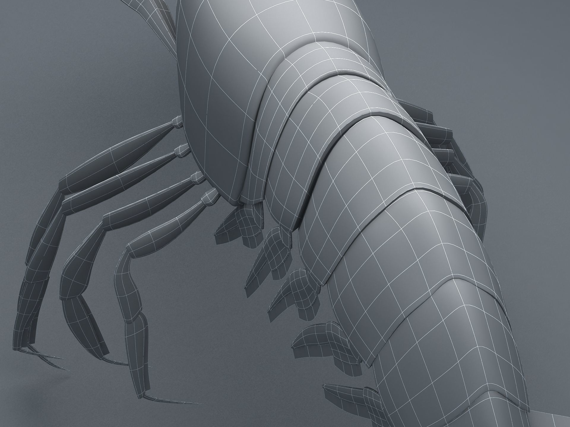 Alpheidae Pistol Shrimp Low-poly 3D model_18