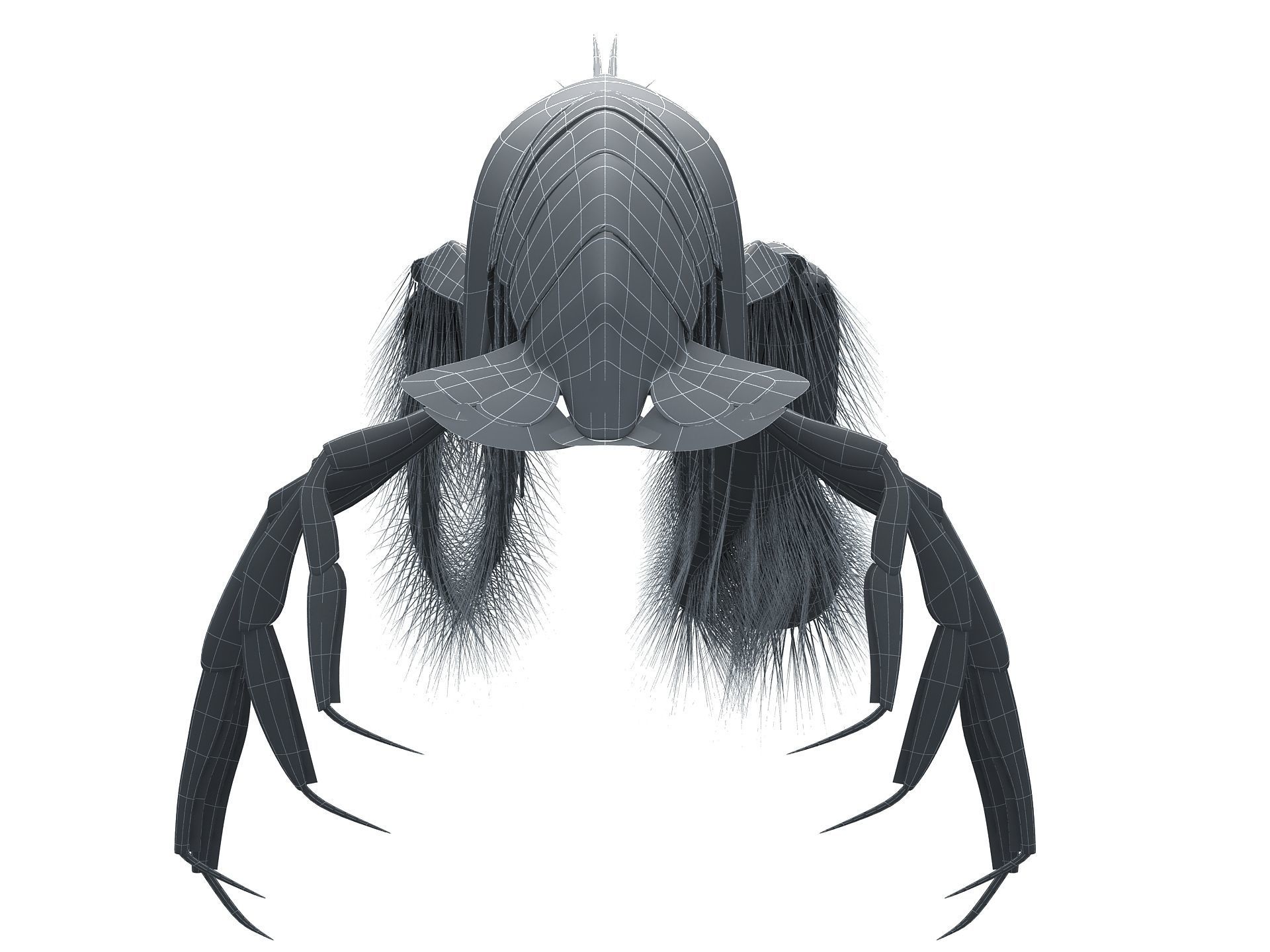 Alpheidae Pistol Shrimp Low-poly 3D model_17