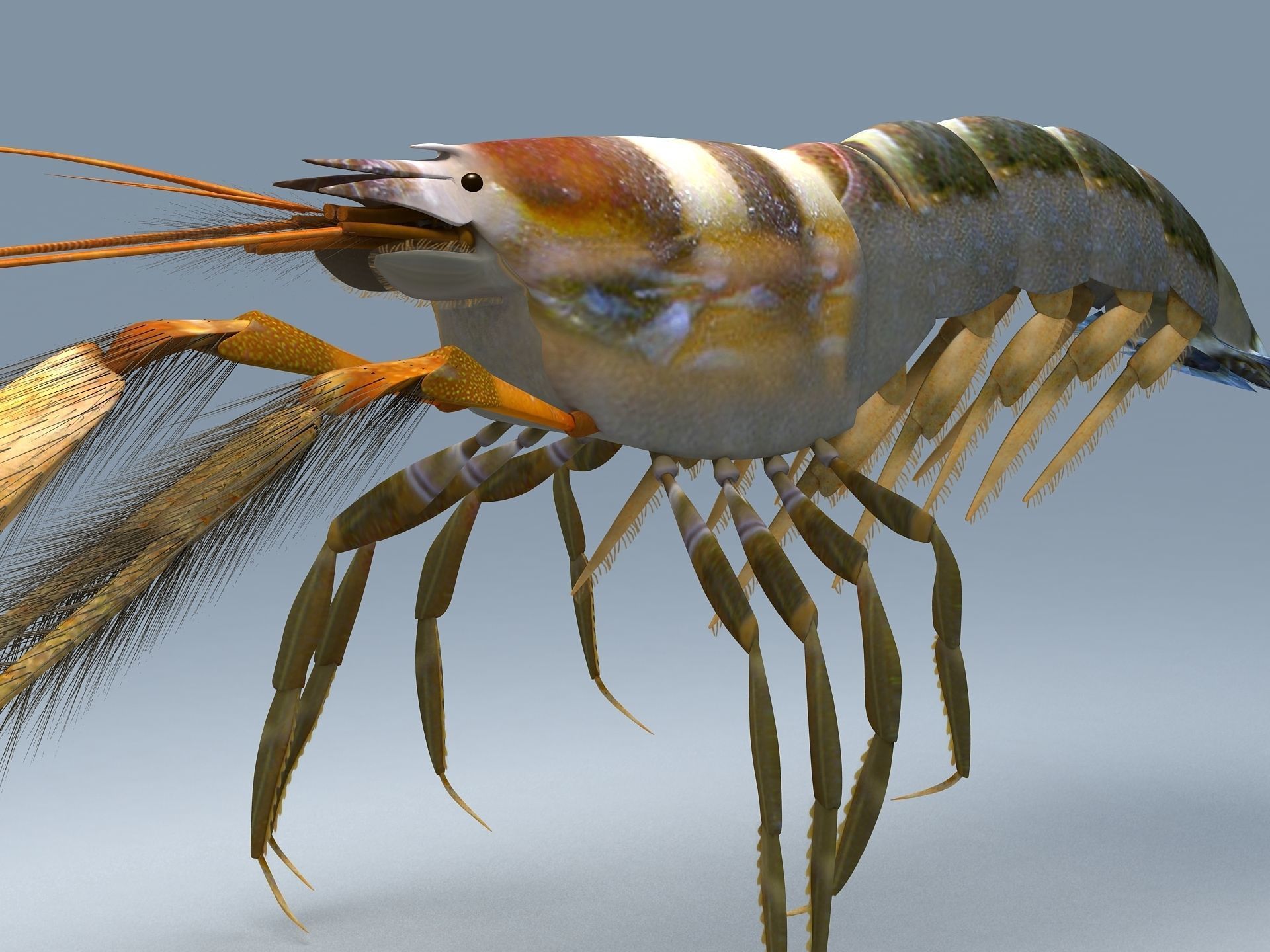 Alpheidae Pistol Shrimp Low-poly 3D model_1