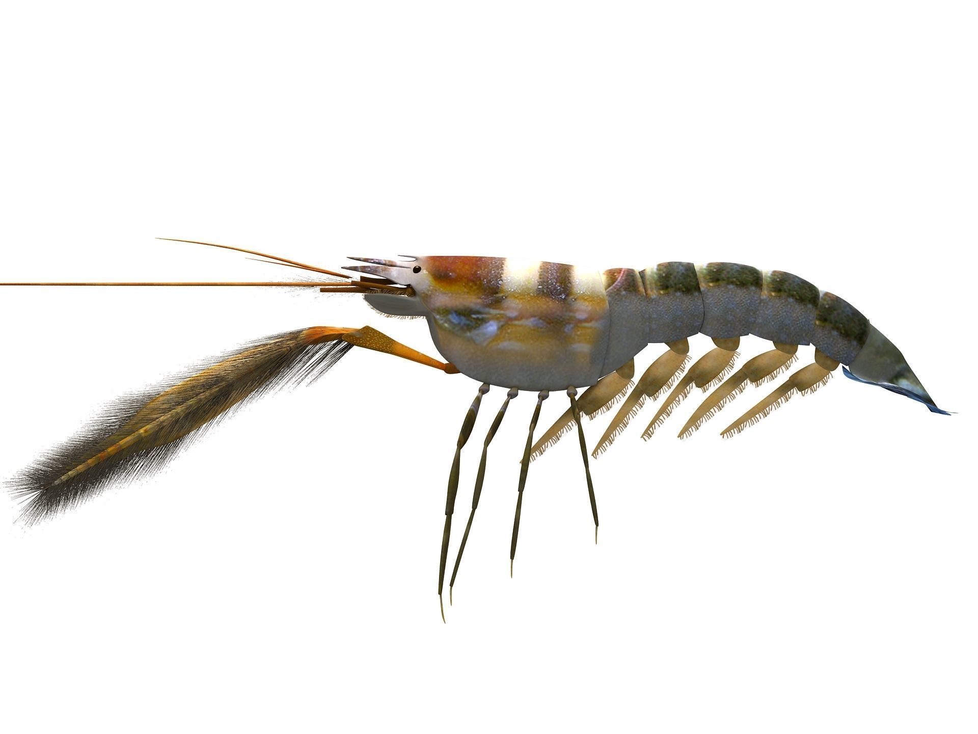 Alpheidae Pistol Shrimp Low-poly 3D model_6