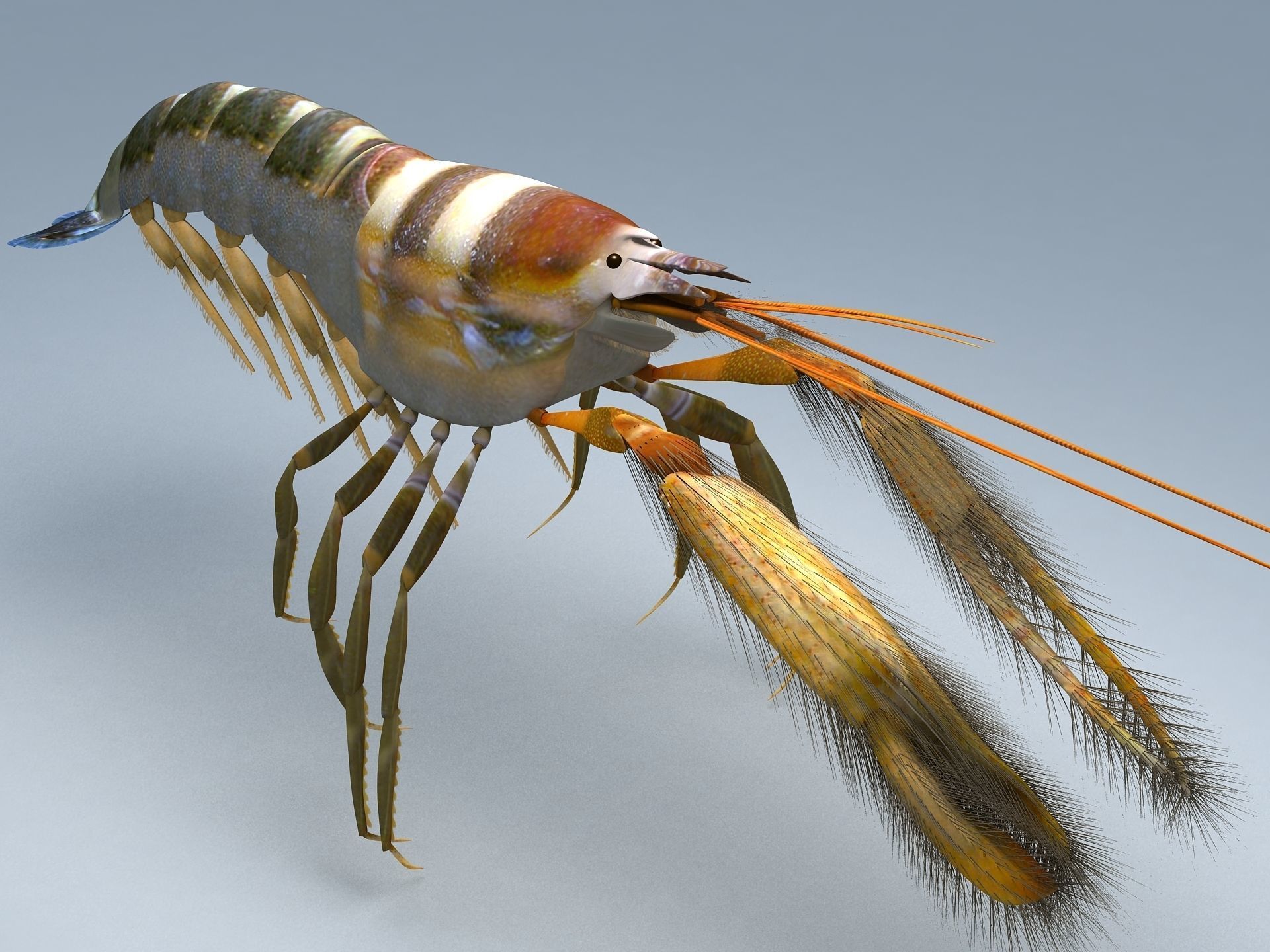 Alpheidae Pistol Shrimp Low-poly 3D model_8