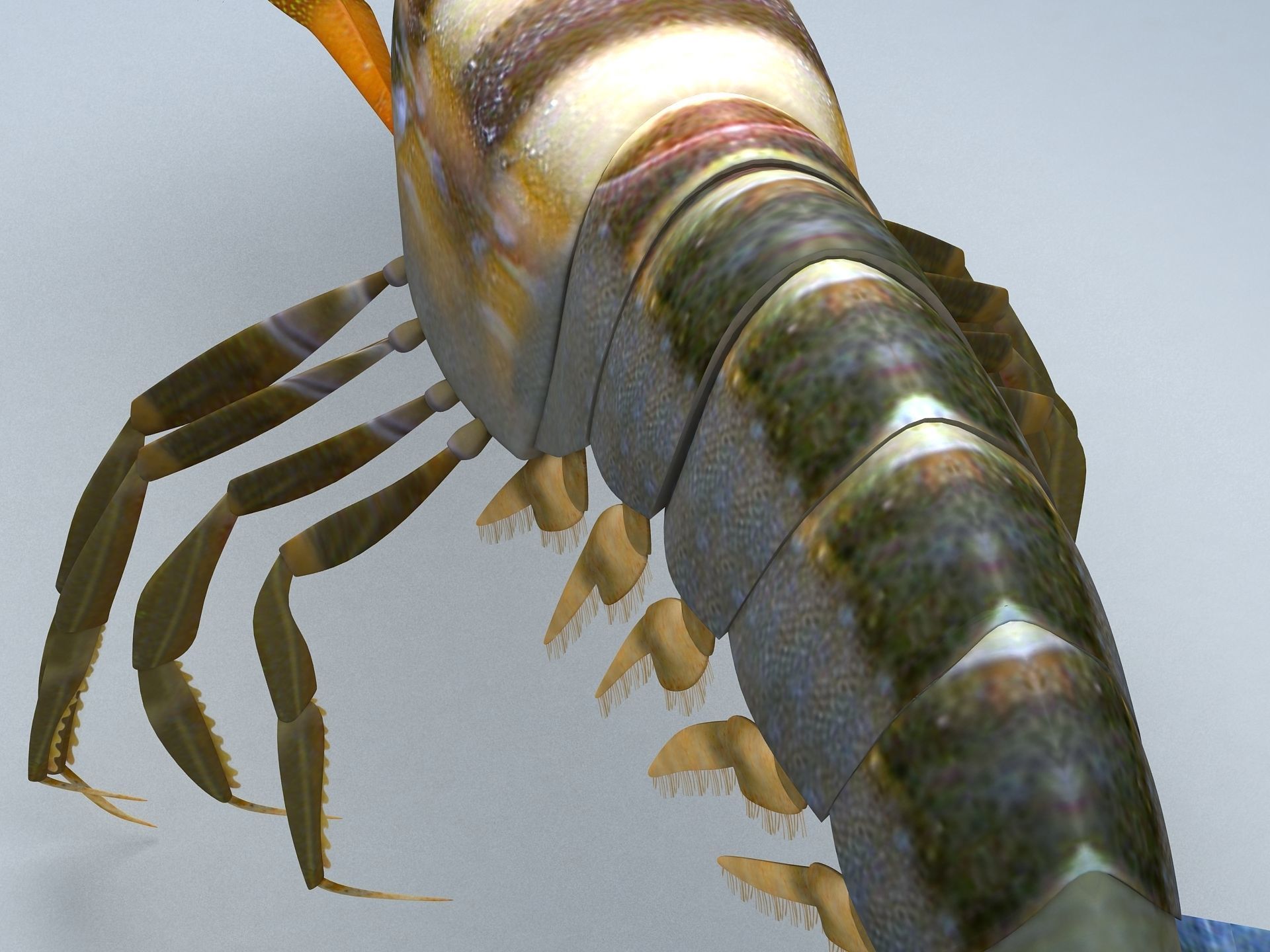 Alpheidae Pistol Shrimp Low-poly 3D model_4