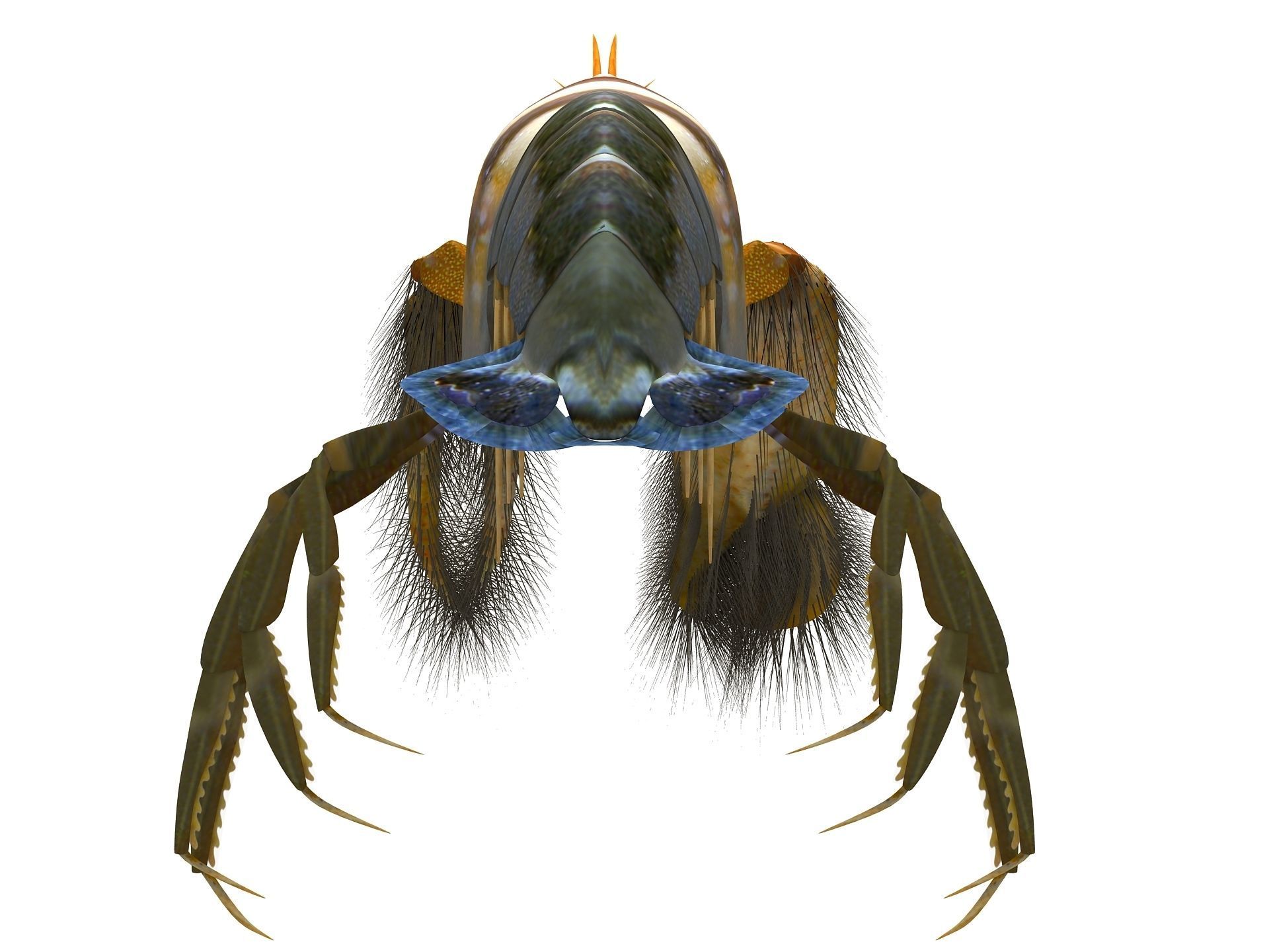 Alpheidae Pistol Shrimp Low-poly 3D model_7