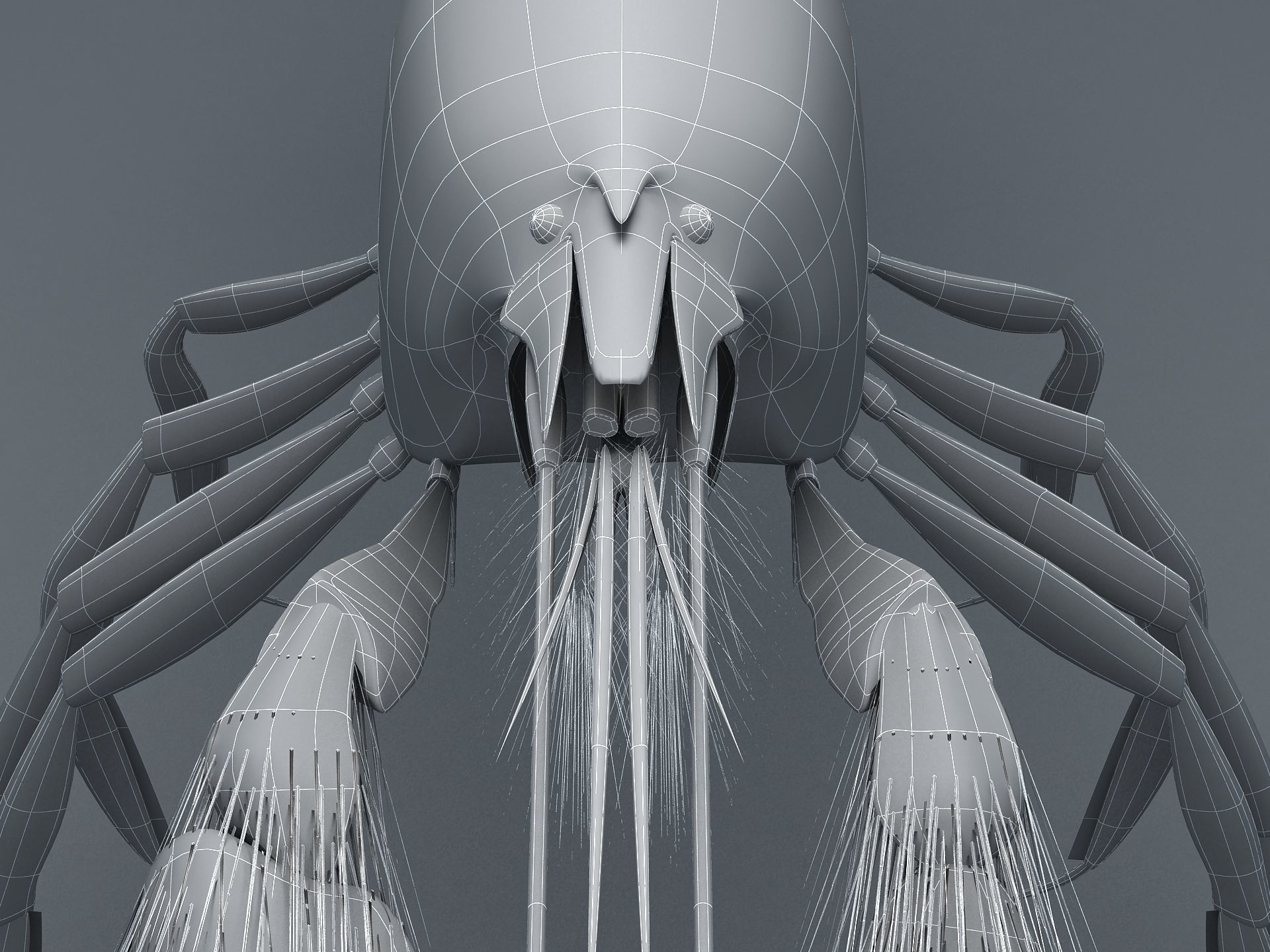 Alpheidae Pistol Shrimp Low-poly 3D model_20