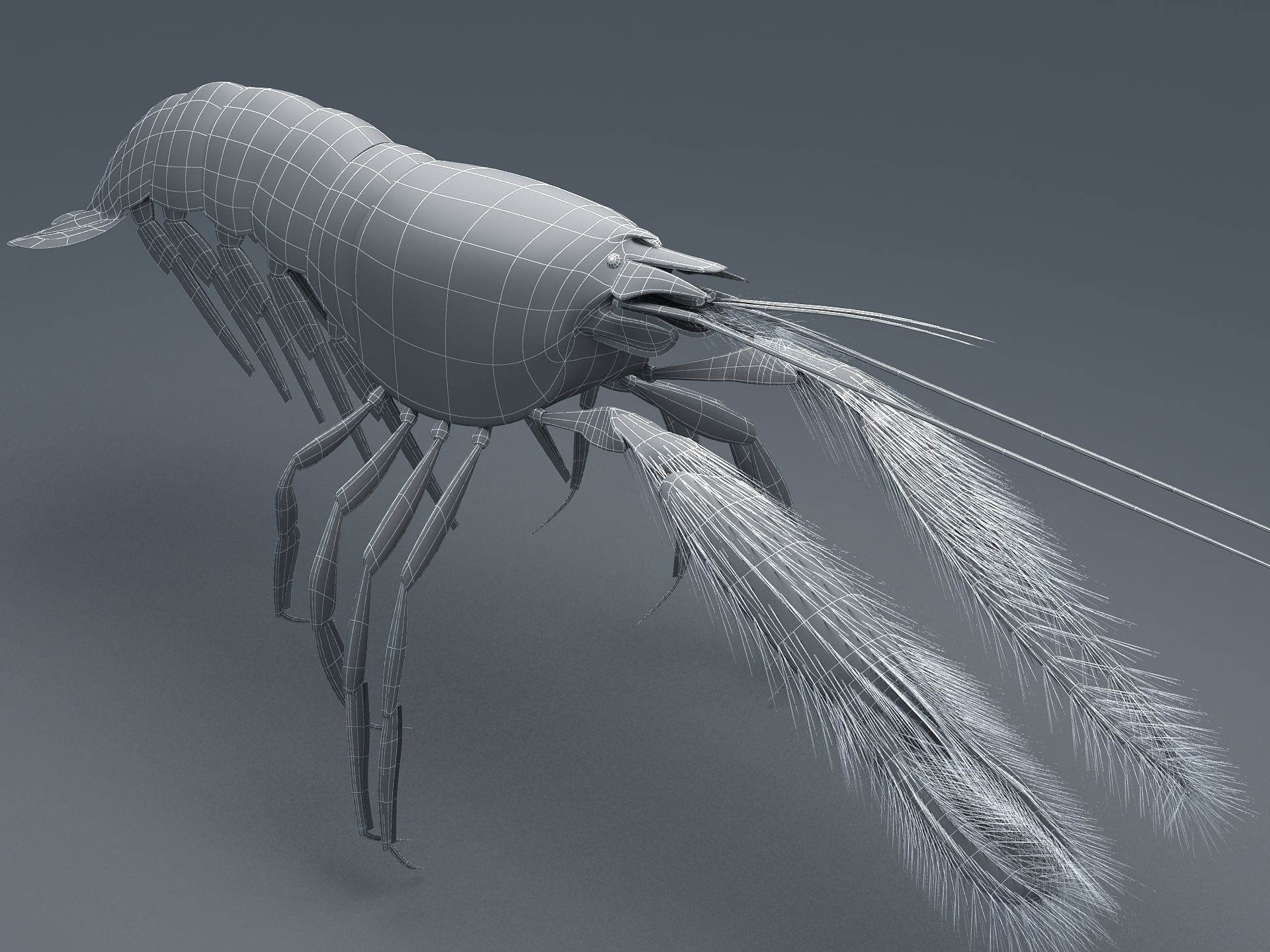 Alpheidae Pistol Shrimp Low-poly 3D model_21