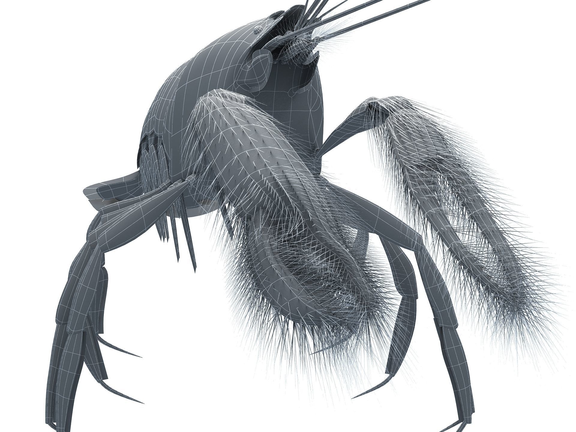 Alpheidae Pistol Shrimp Low-poly 3D model_19