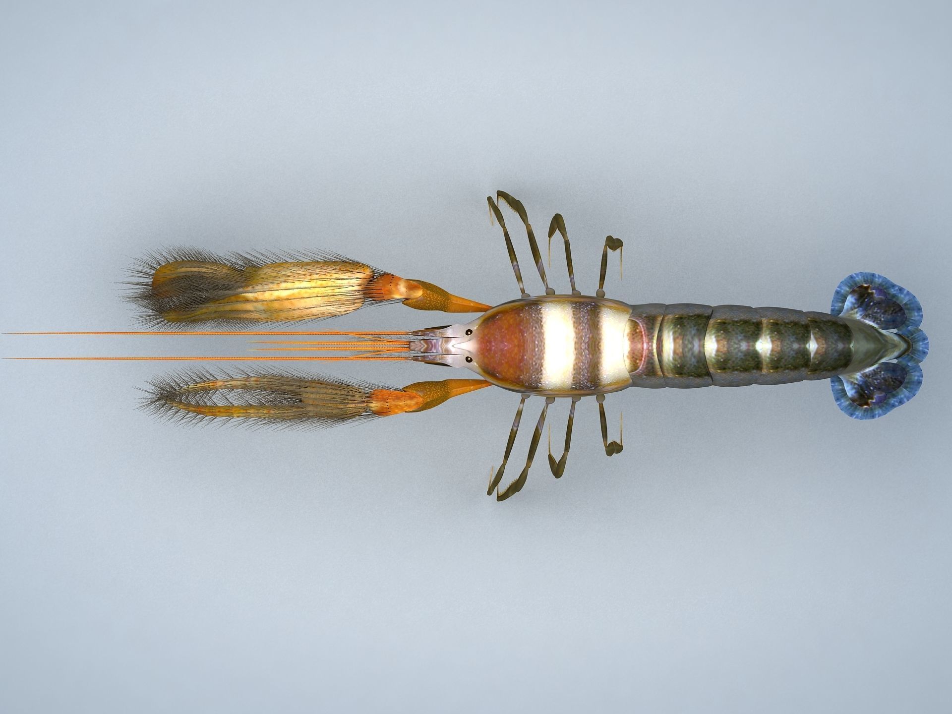 Alpheidae Pistol Shrimp Low-poly 3D model_5