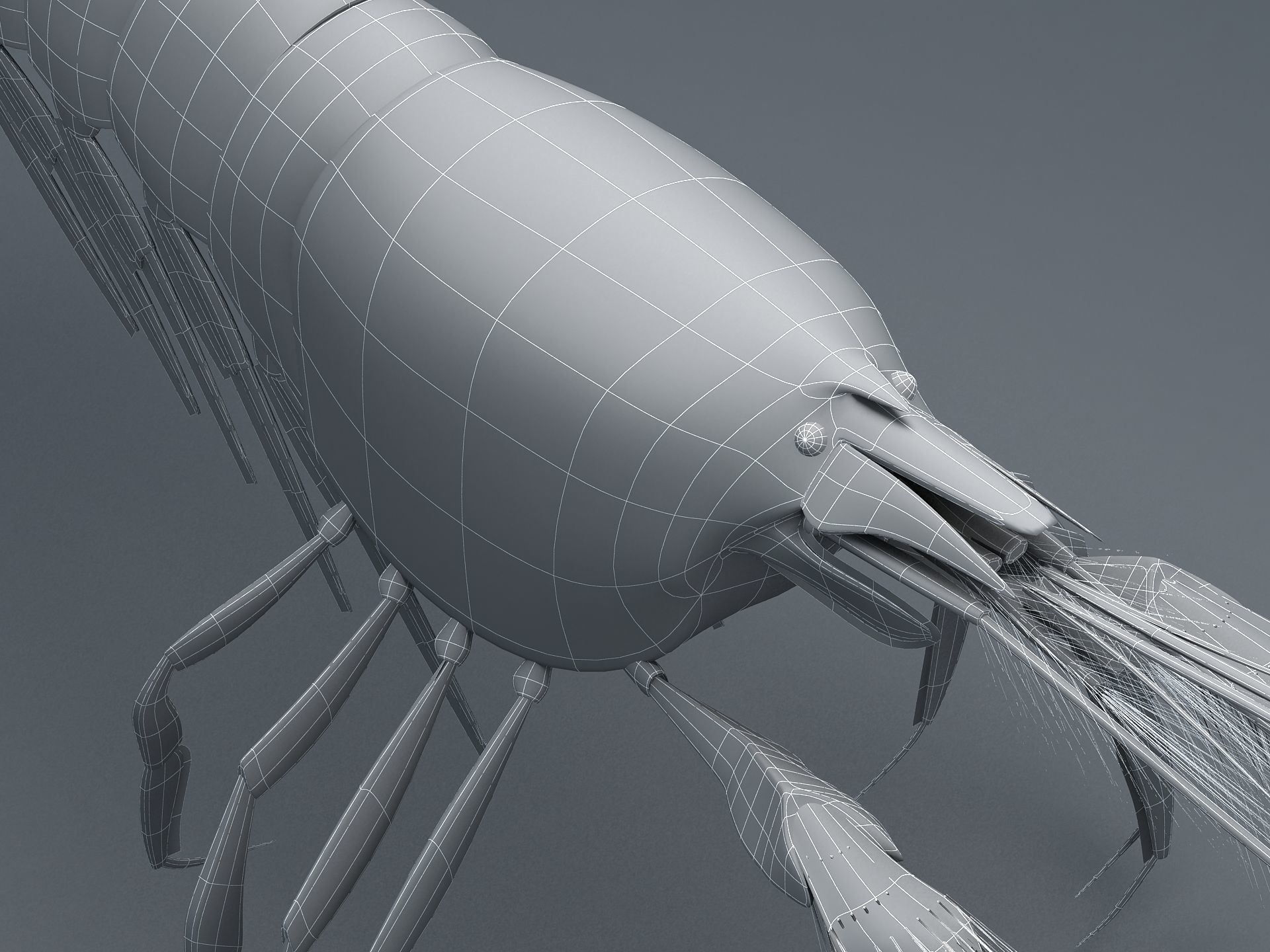 Alpheidae Pistol Shrimp Low-poly 3D model_15