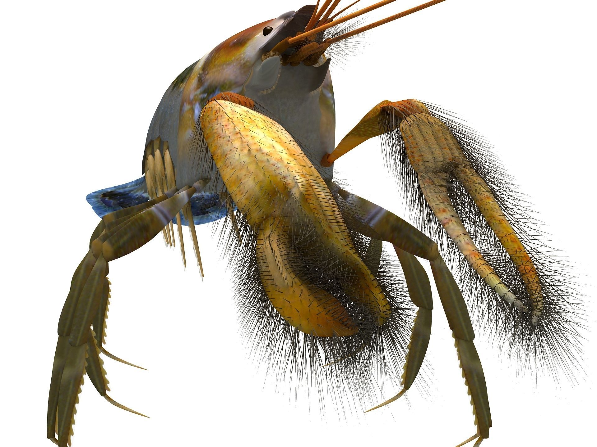 Alpheidae Pistol Shrimp Low-poly 3D model_10