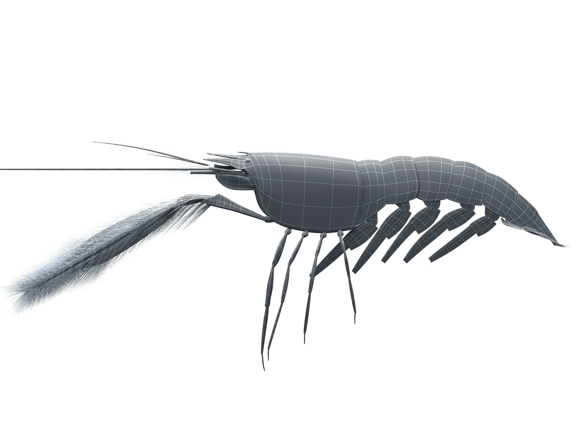 Alpheidae Pistol Shrimp Low-poly 3D model_12