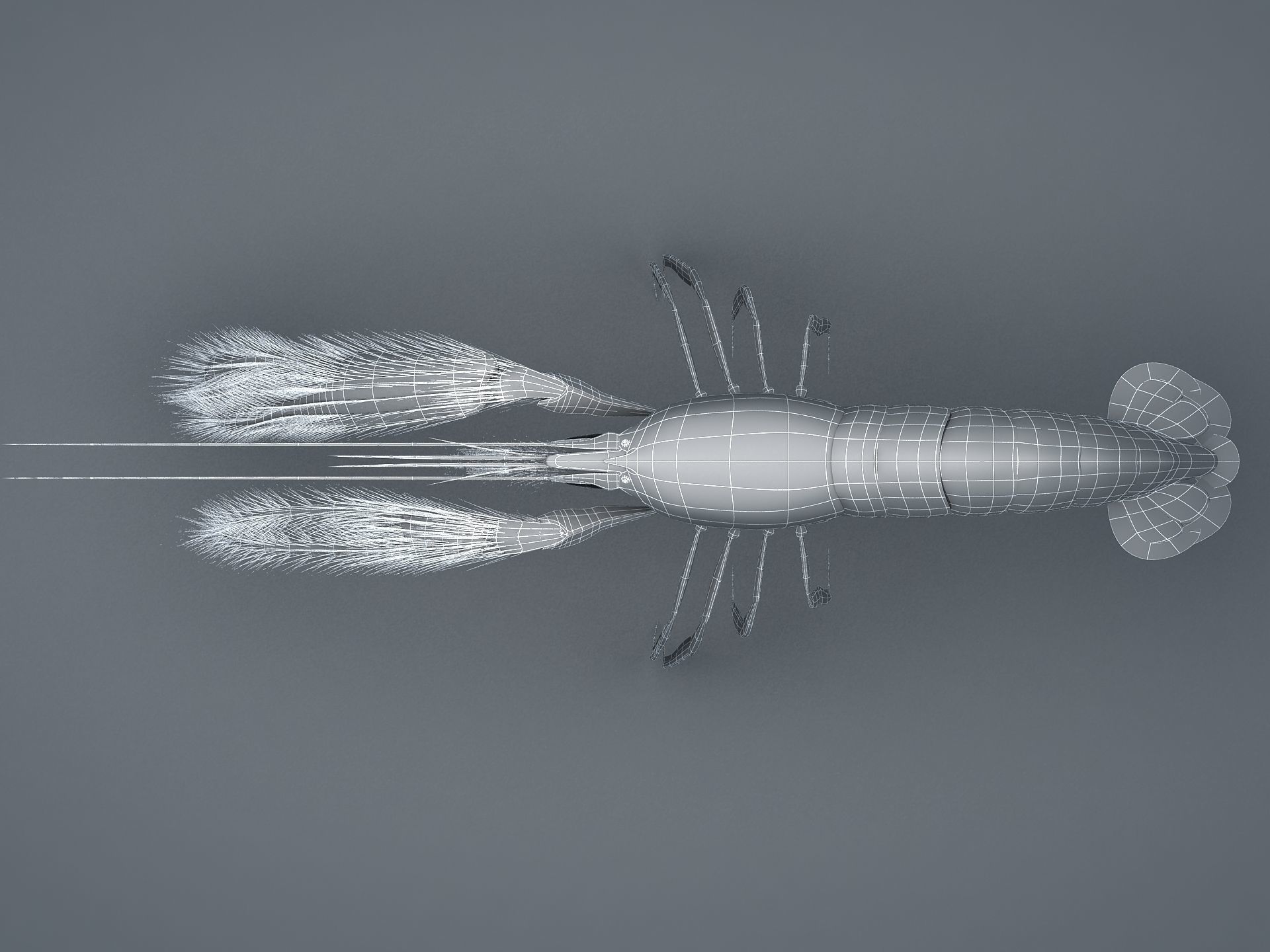 Alpheidae Pistol Shrimp Low-poly 3D model_16