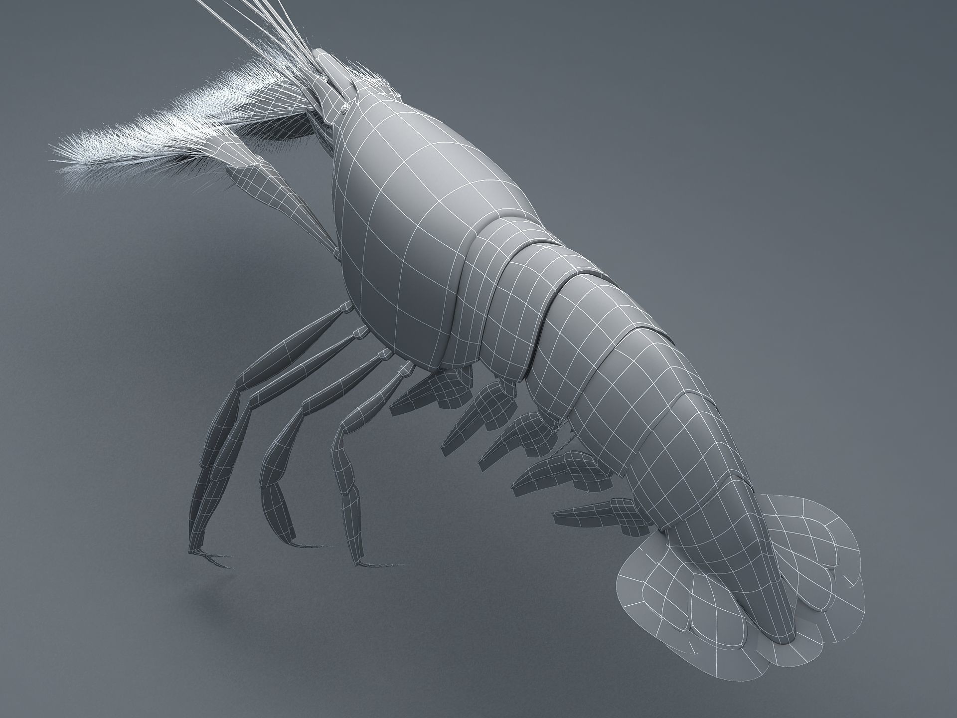 Alpheidae Pistol Shrimp Low-poly 3D model_14