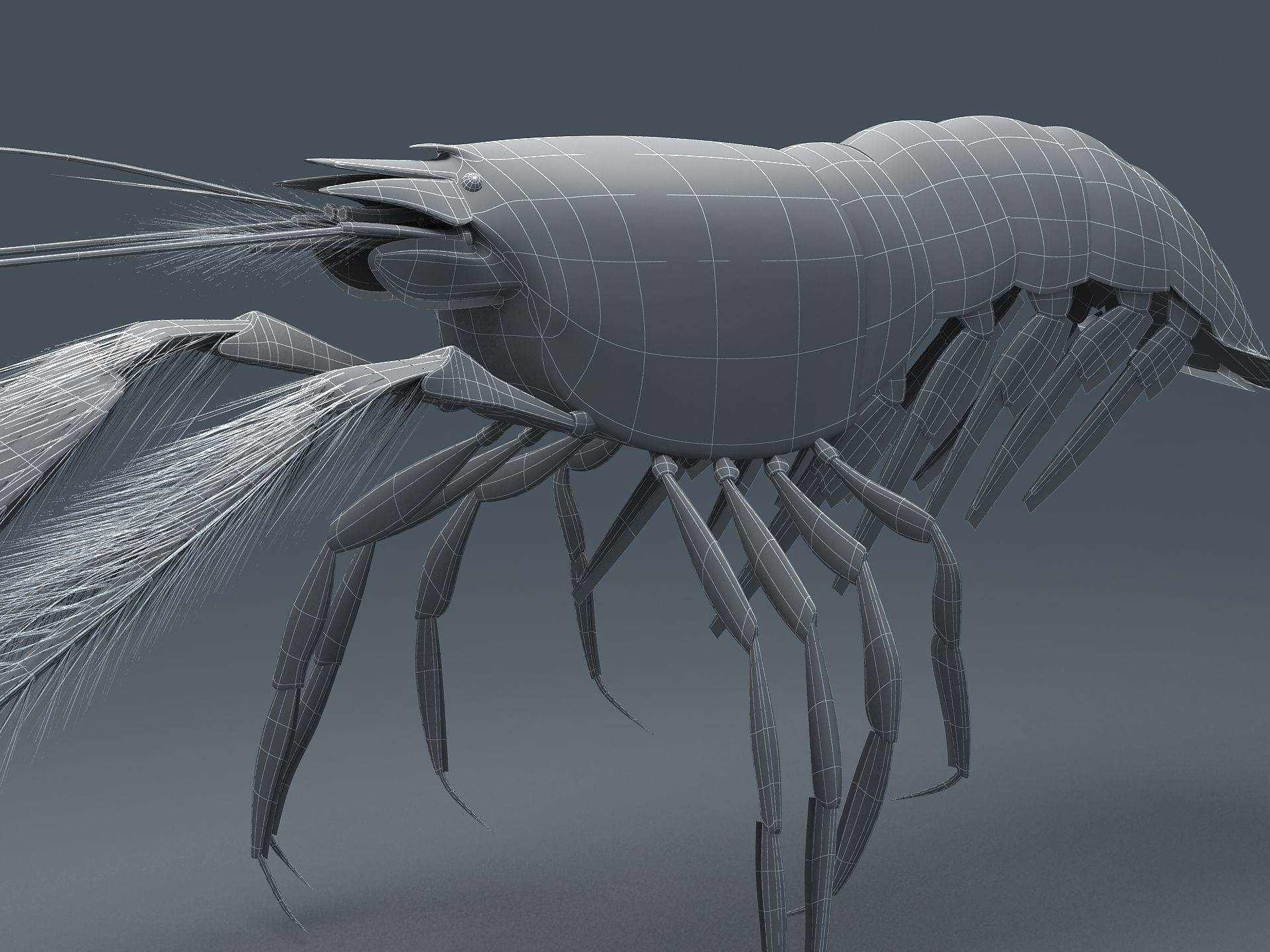 Alpheidae Pistol Shrimp Low-poly 3D model_11