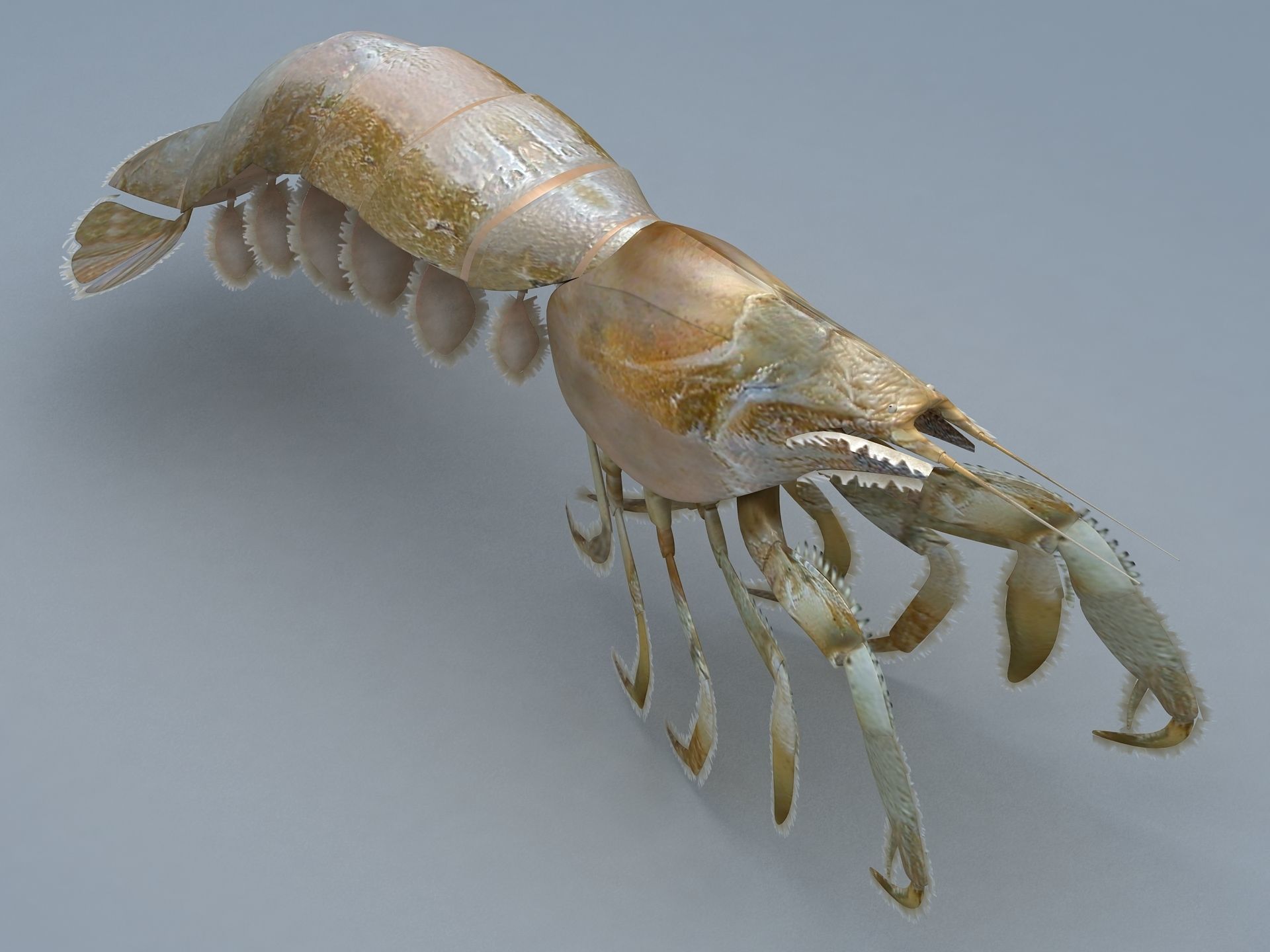Laomediidae Shrimp Prawn Low-poly 3D model_10