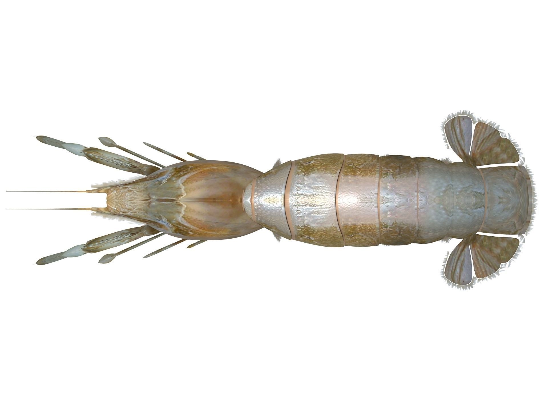 Laomediidae Shrimp Prawn Low-poly 3D model_16