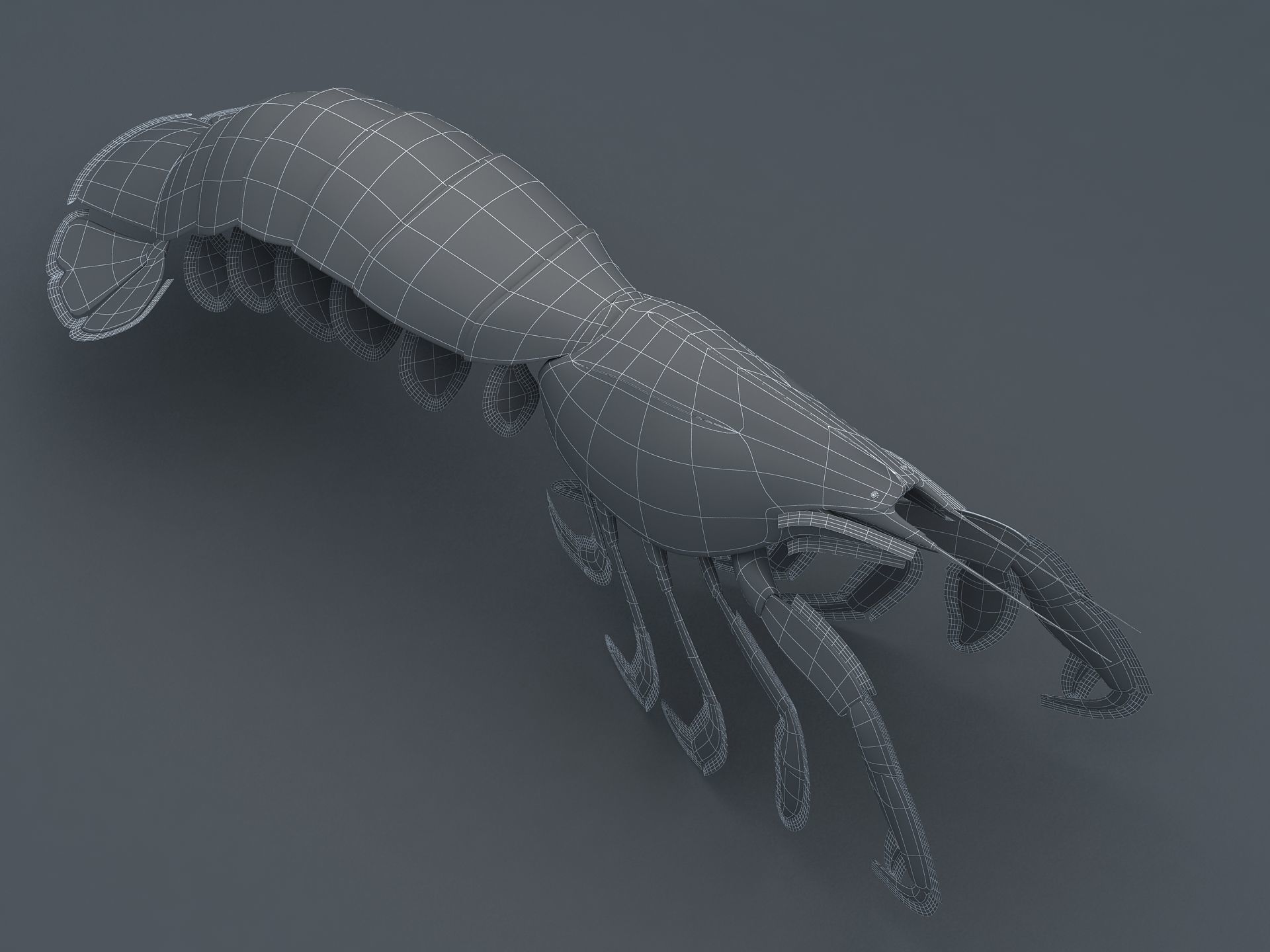 Laomediidae Shrimp Prawn Low-poly 3D model_8