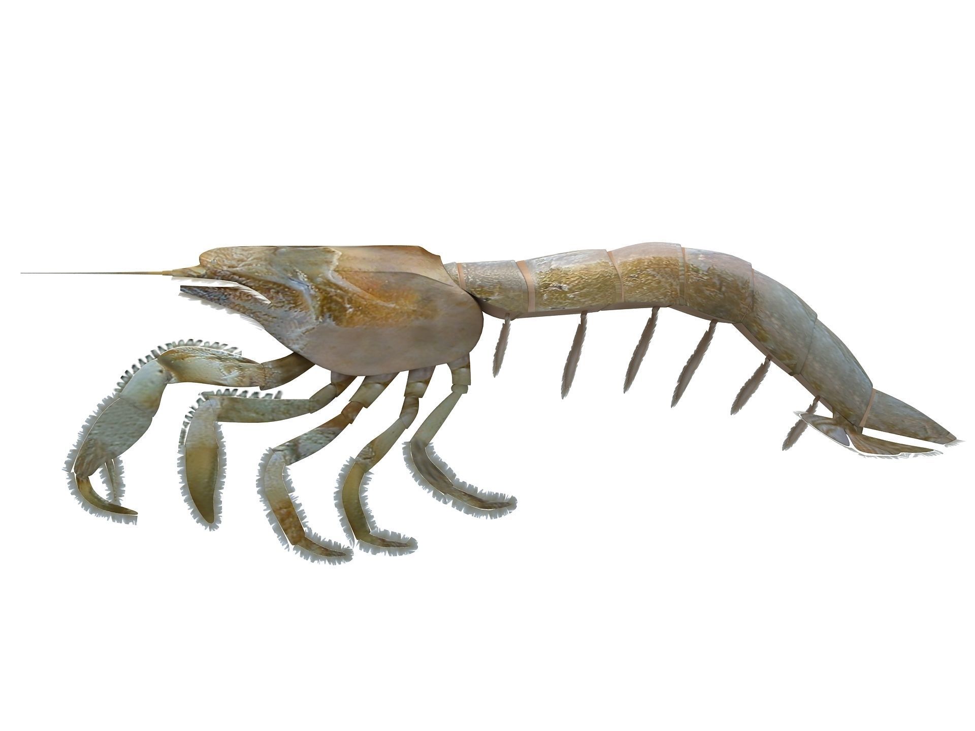 Laomediidae Shrimp Prawn Low-poly 3D model_14