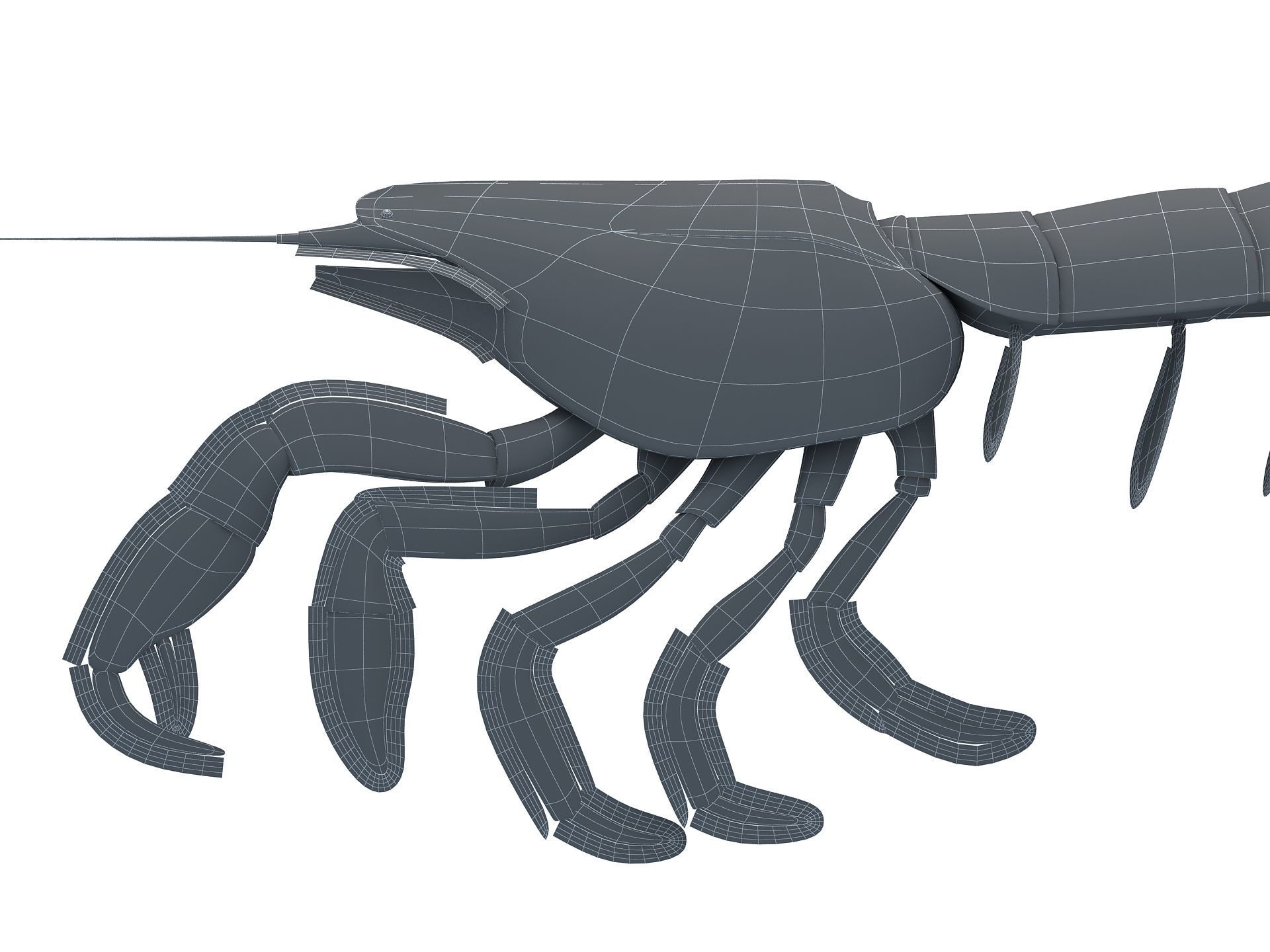 Laomediidae Shrimp Prawn Low-poly 3D model_11