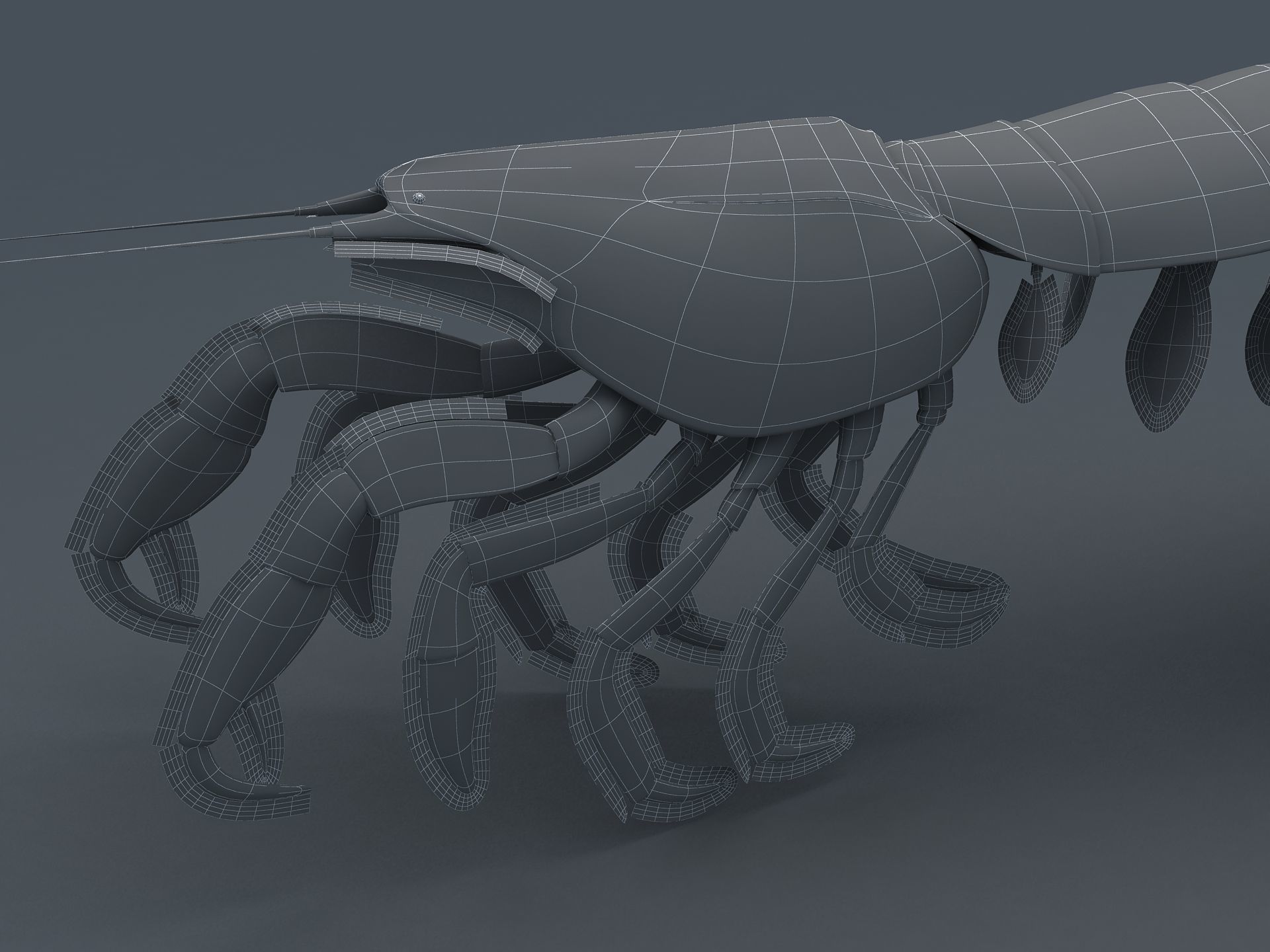 Laomediidae Shrimp Prawn Low-poly 3D model_5