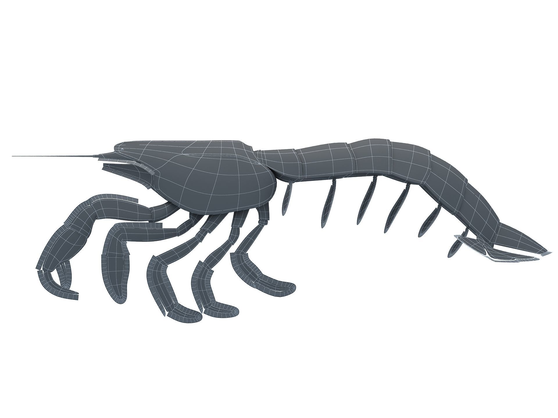 Laomediidae Shrimp Prawn Low-poly 3D model_13