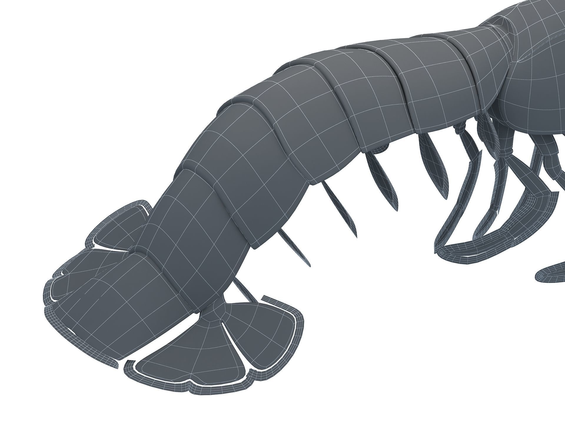Laomediidae Shrimp Prawn Low-poly 3D model_19
