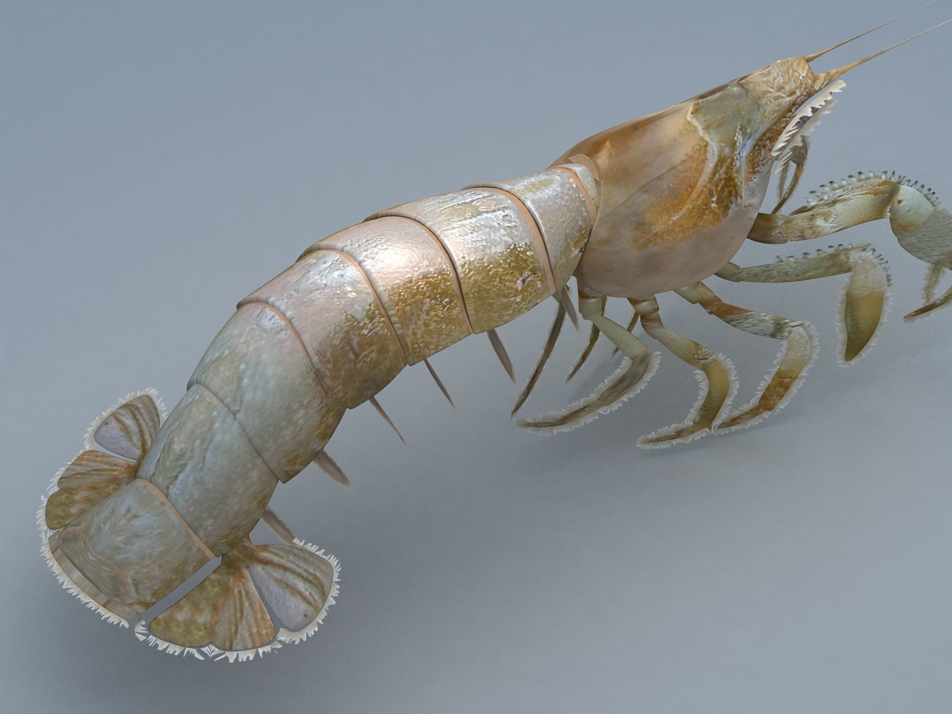 Laomediidae Shrimp Prawn Low-poly 3D model_9