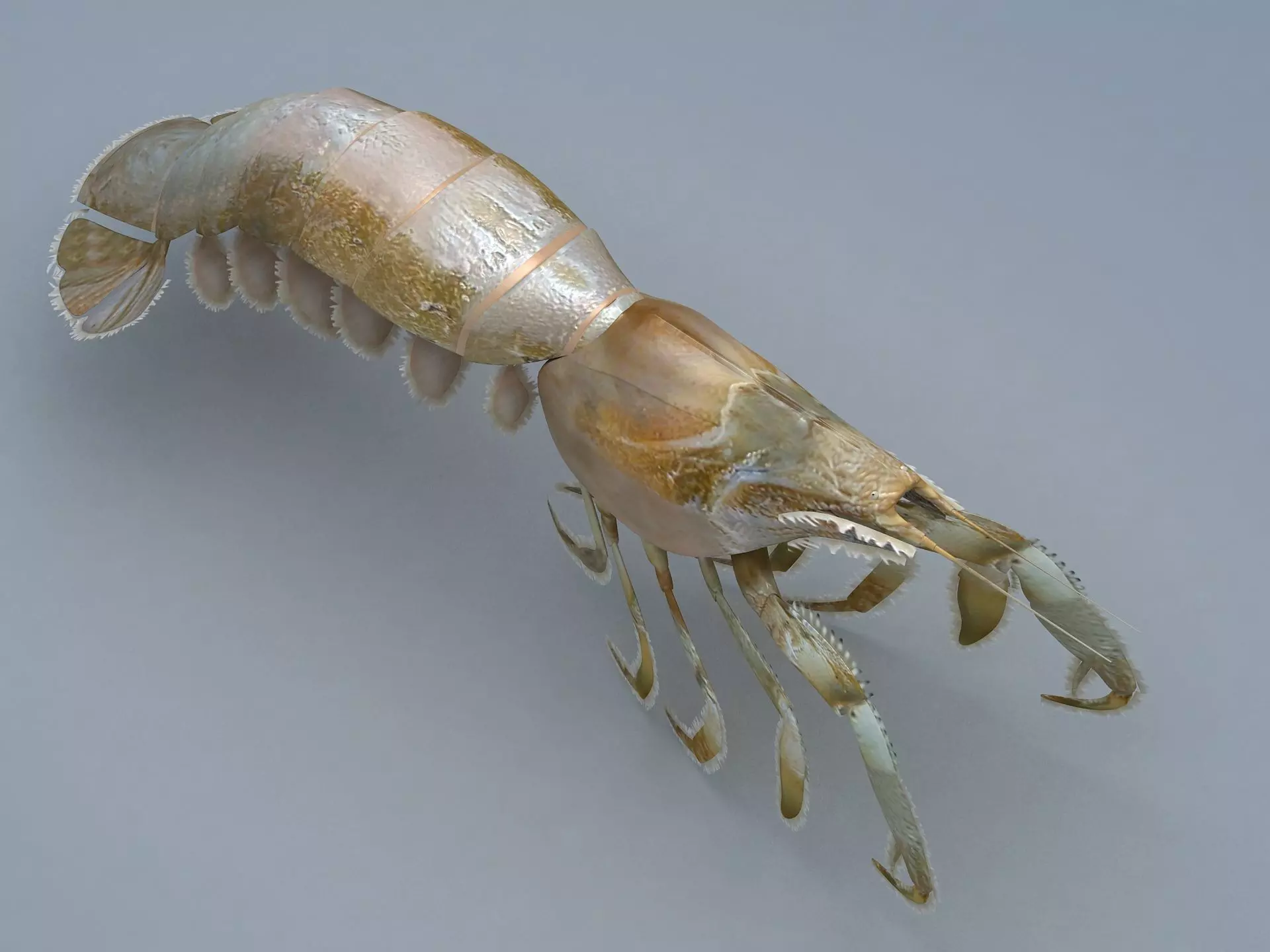 Laomediidae Shrimp Prawn Low-poly 3D model_0