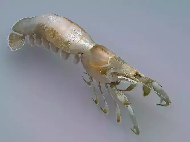 Laomediidae Shrimp Prawn Low-poly 3D model