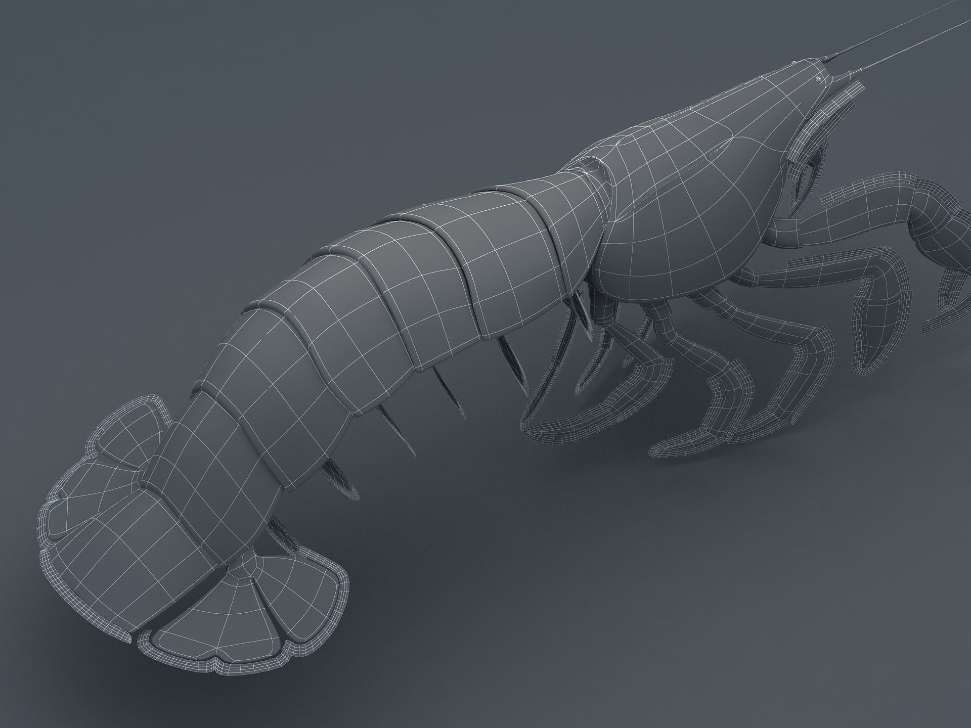 Laomediidae Shrimp Prawn Low-poly 3D model_7