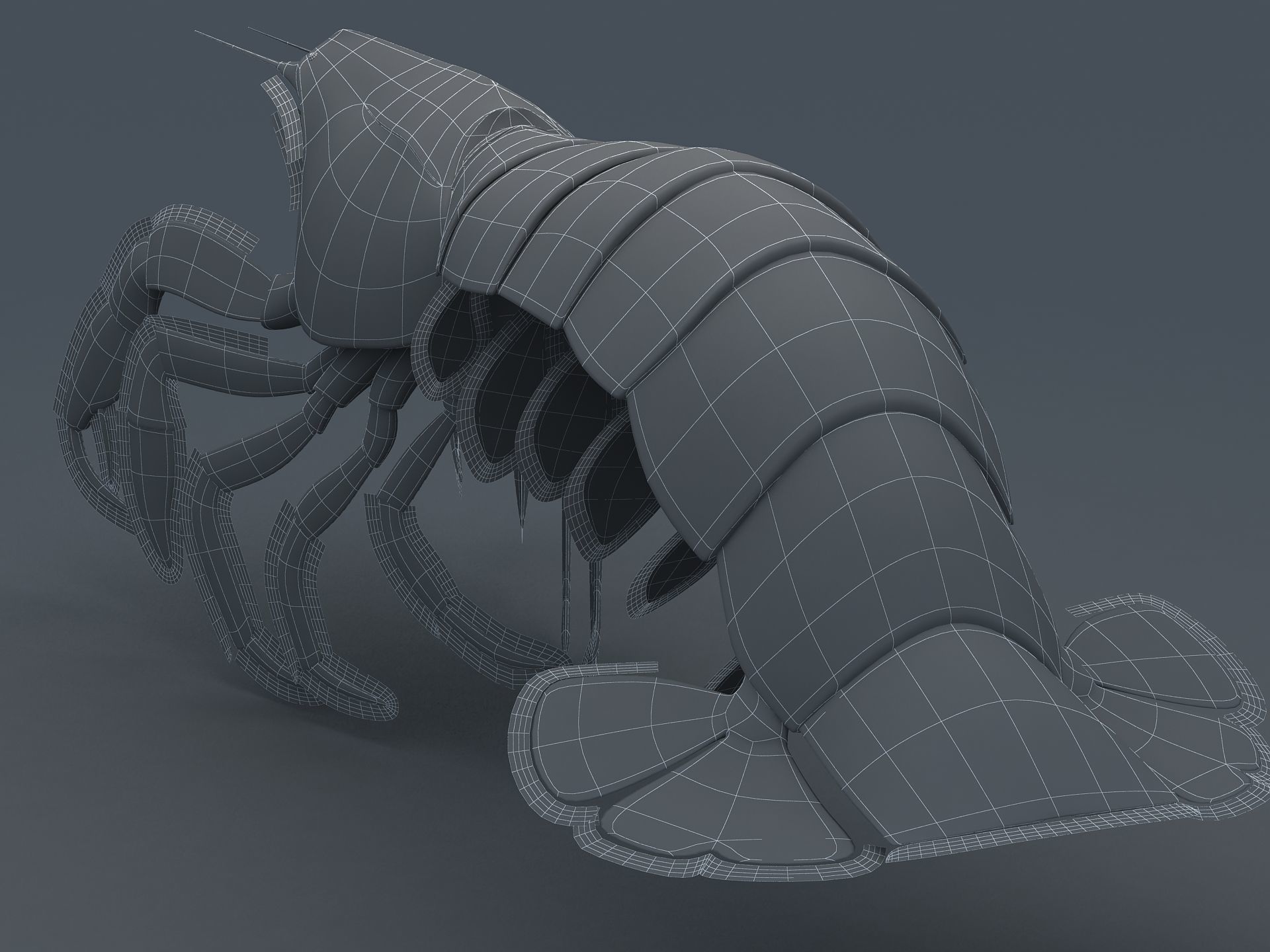 Laomediidae Shrimp Prawn Low-poly 3D model_6