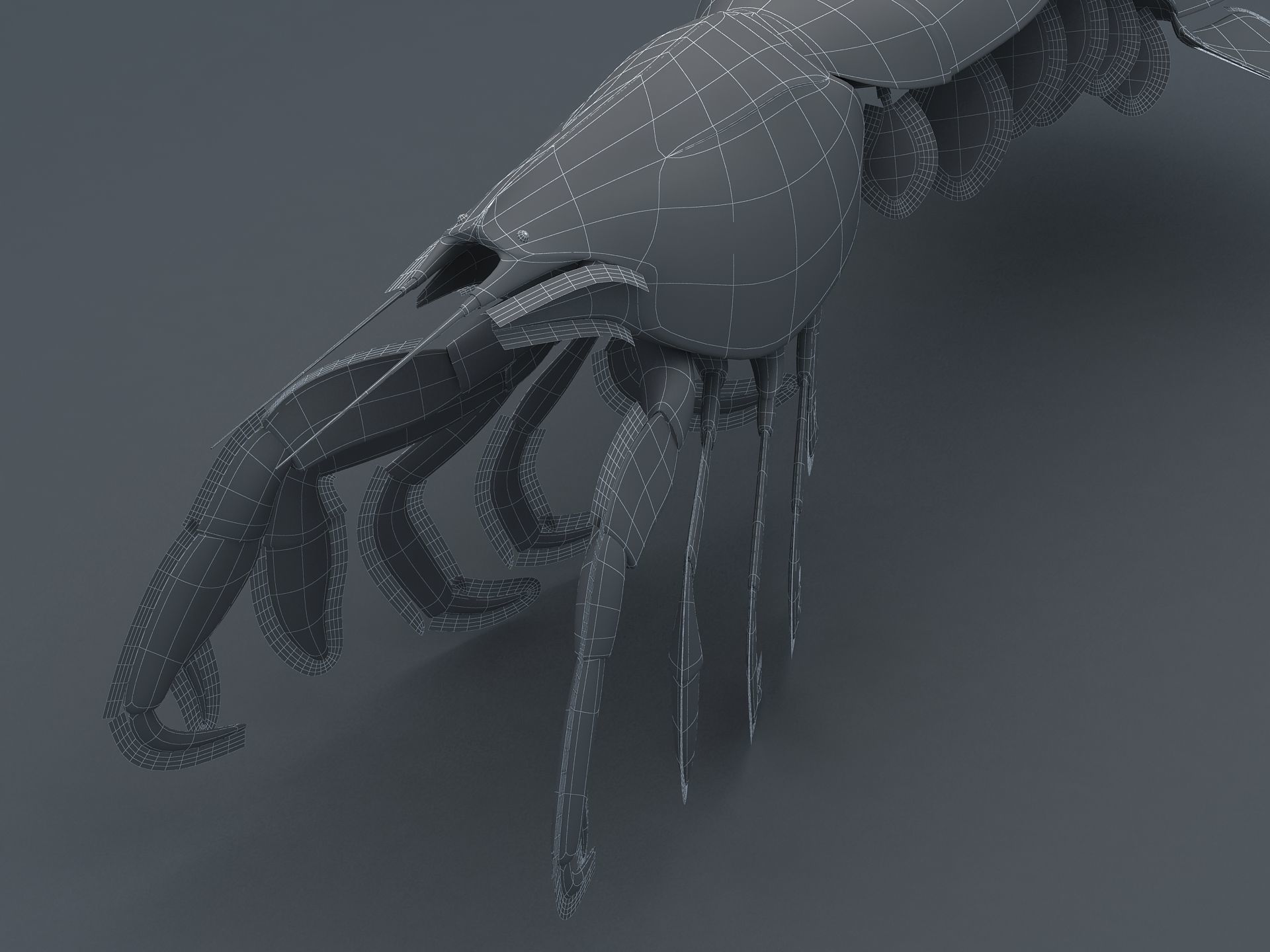 Laomediidae Shrimp Prawn Low-poly 3D model_4
