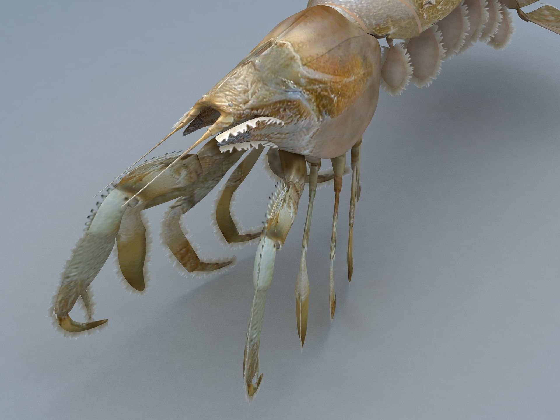 Laomediidae Shrimp Prawn Low-poly 3D model_1