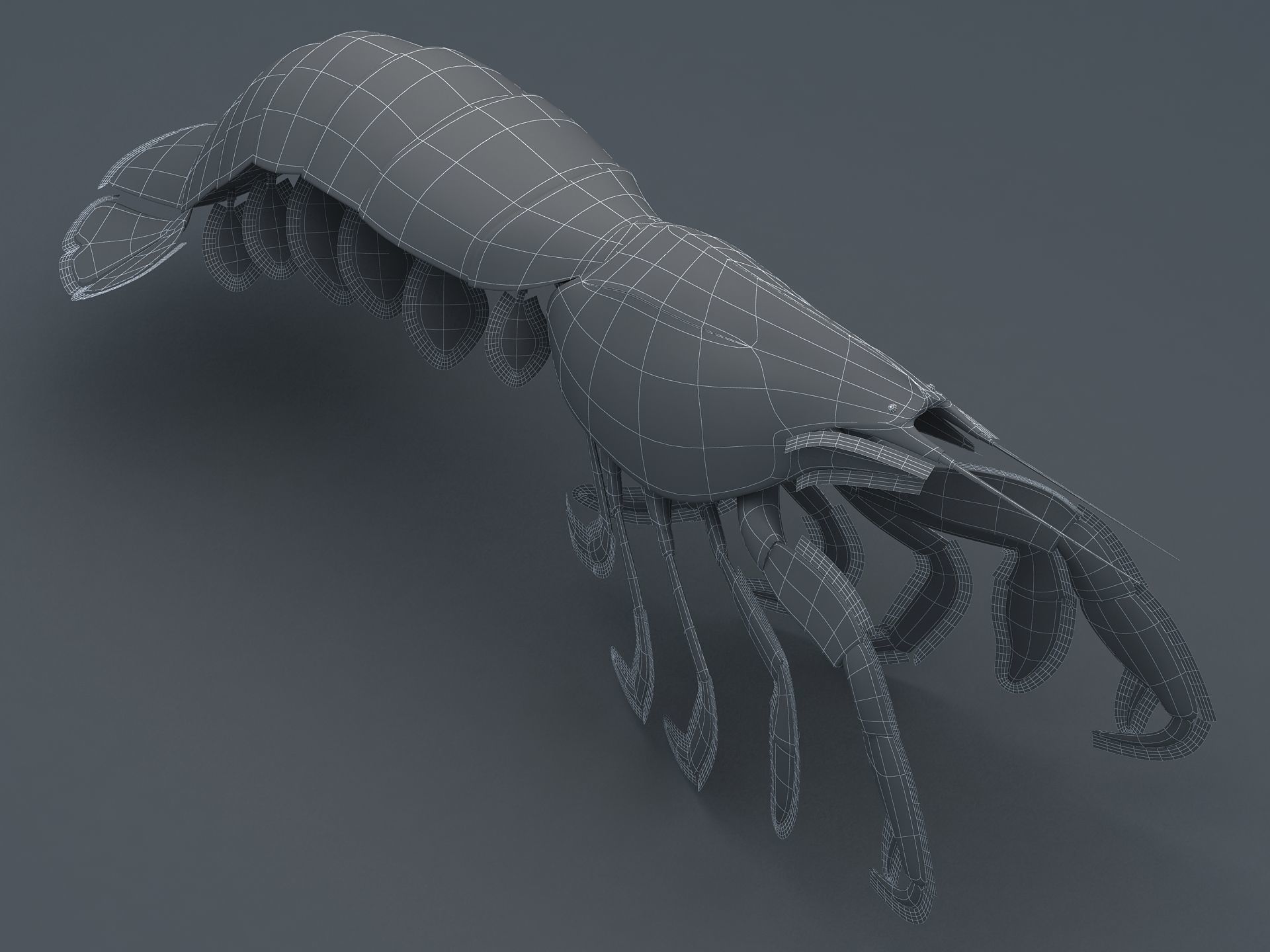 Laomediidae Shrimp Prawn Low-poly 3D model_15