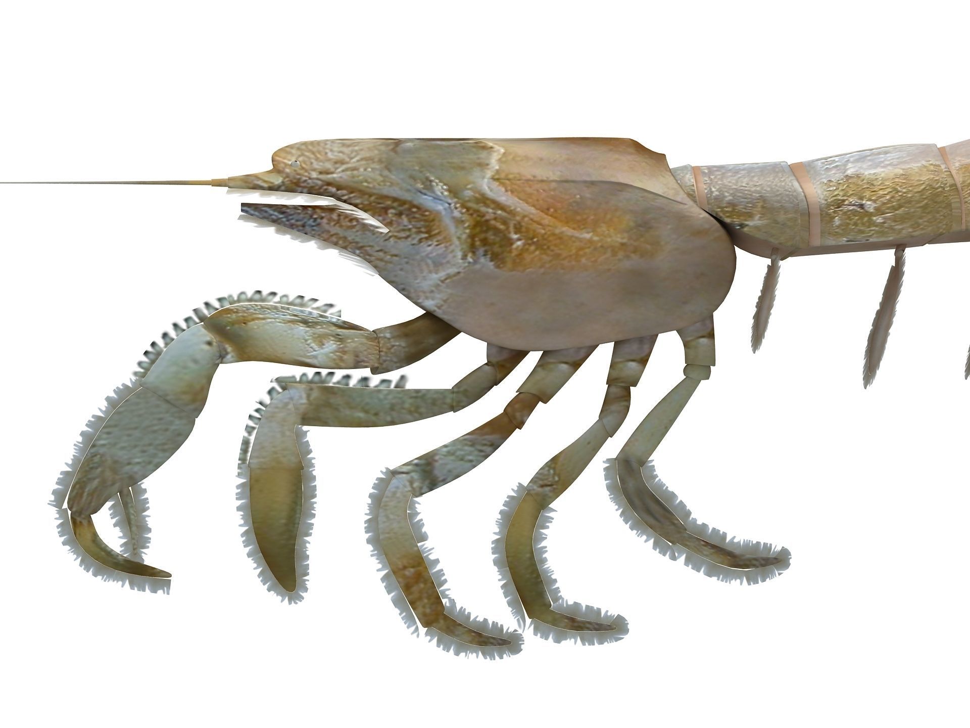 Laomediidae Shrimp Prawn Low-poly 3D model_12