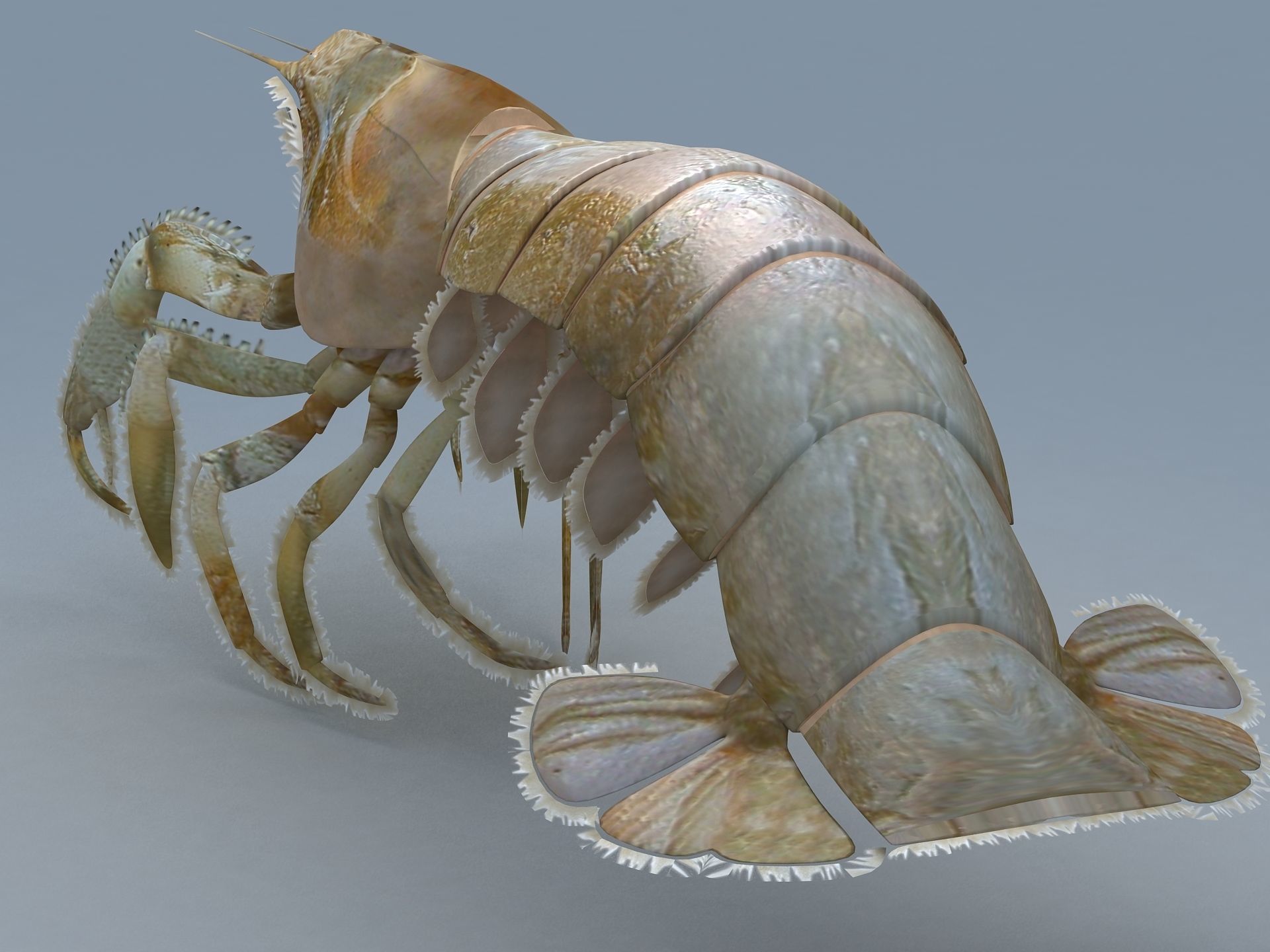 Laomediidae Shrimp Prawn Low-poly 3D model_3