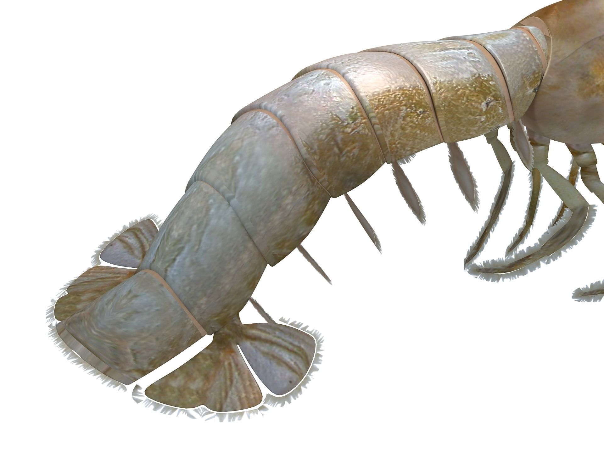 Laomediidae Shrimp Prawn Low-poly 3D model_18