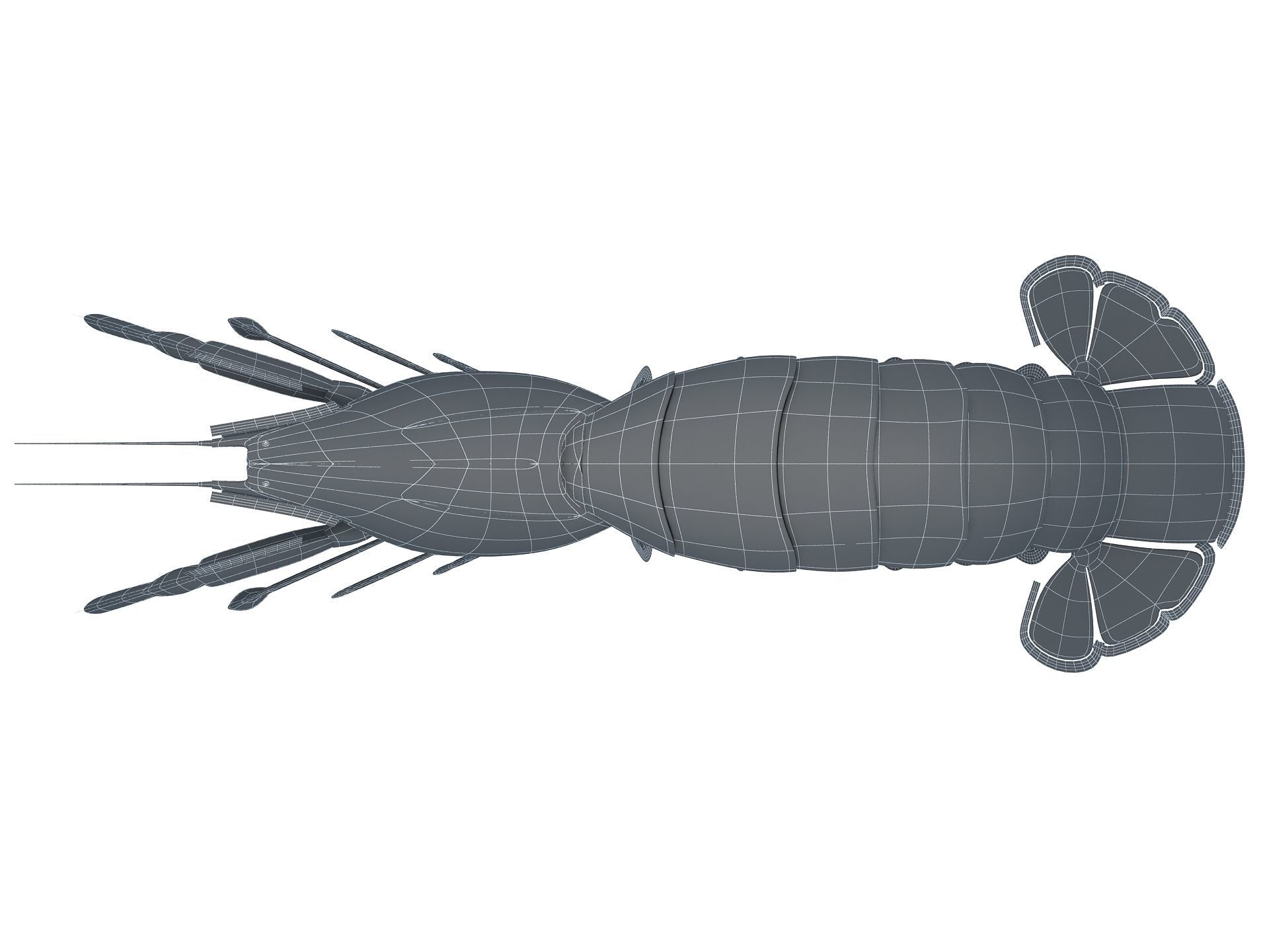 Laomediidae Shrimp Prawn Low-poly 3D model_17