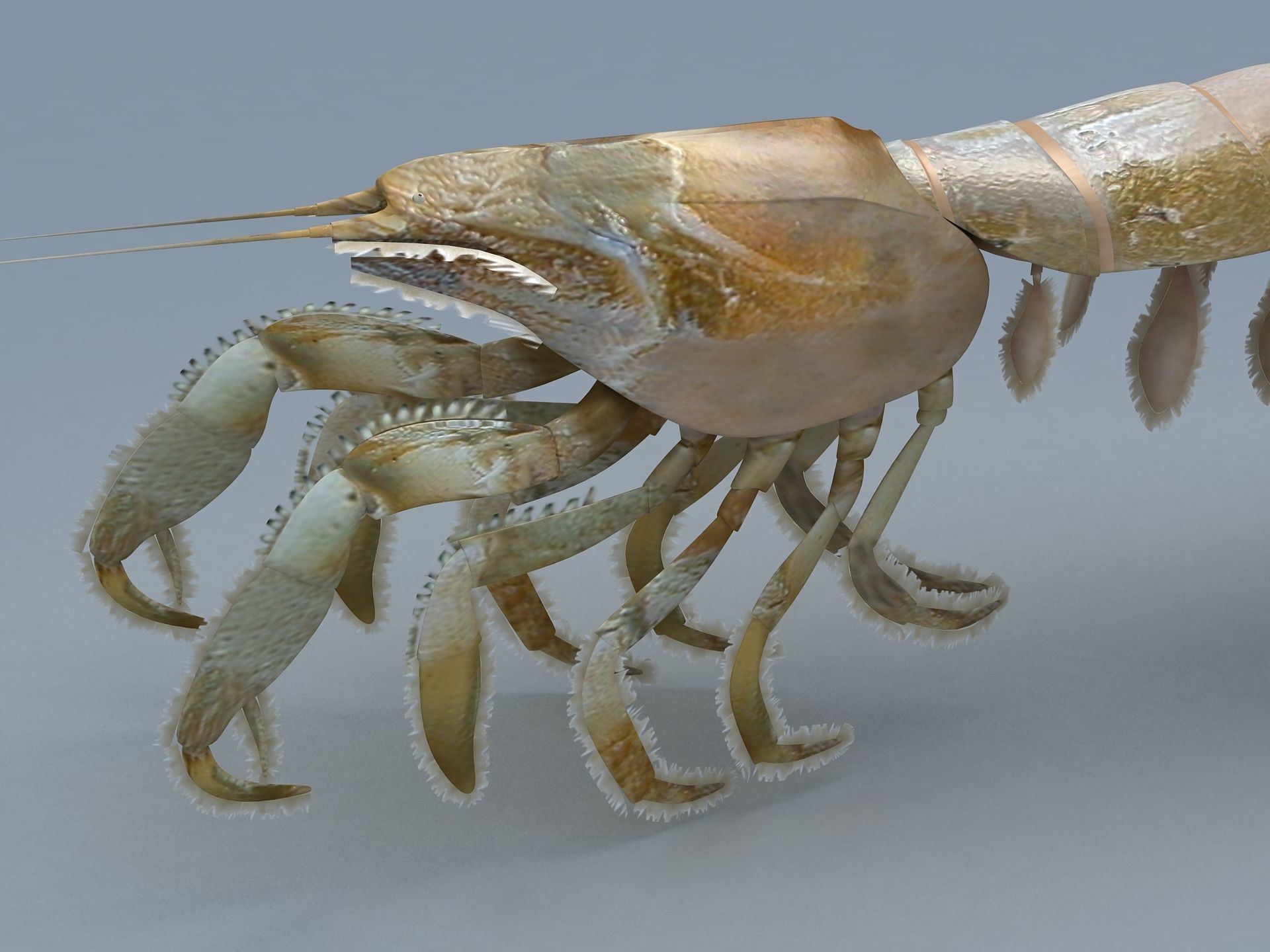 Laomediidae Shrimp Prawn Low-poly 3D model_2
