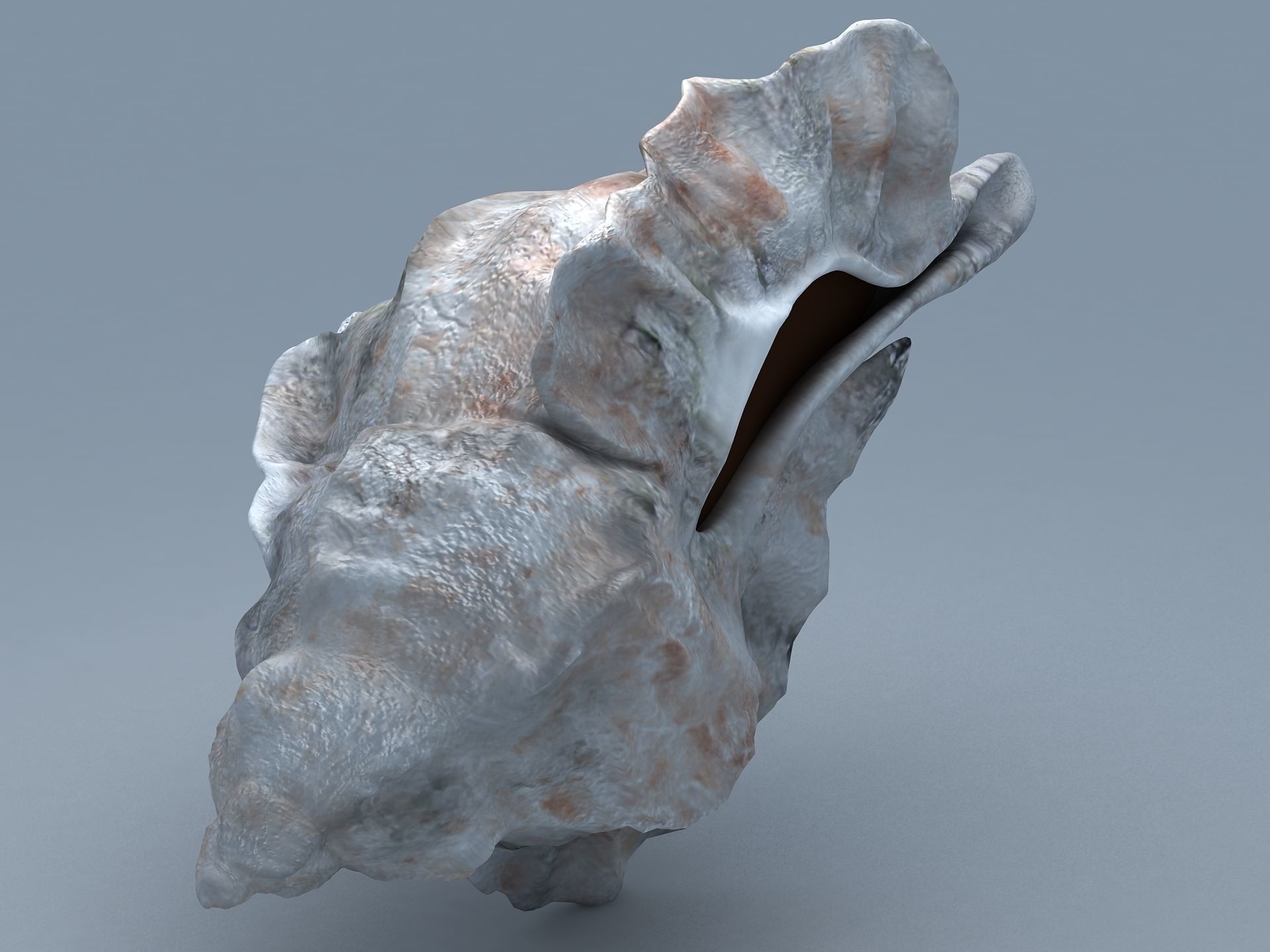 Sea Snail Conch Low-poly 3D model_7