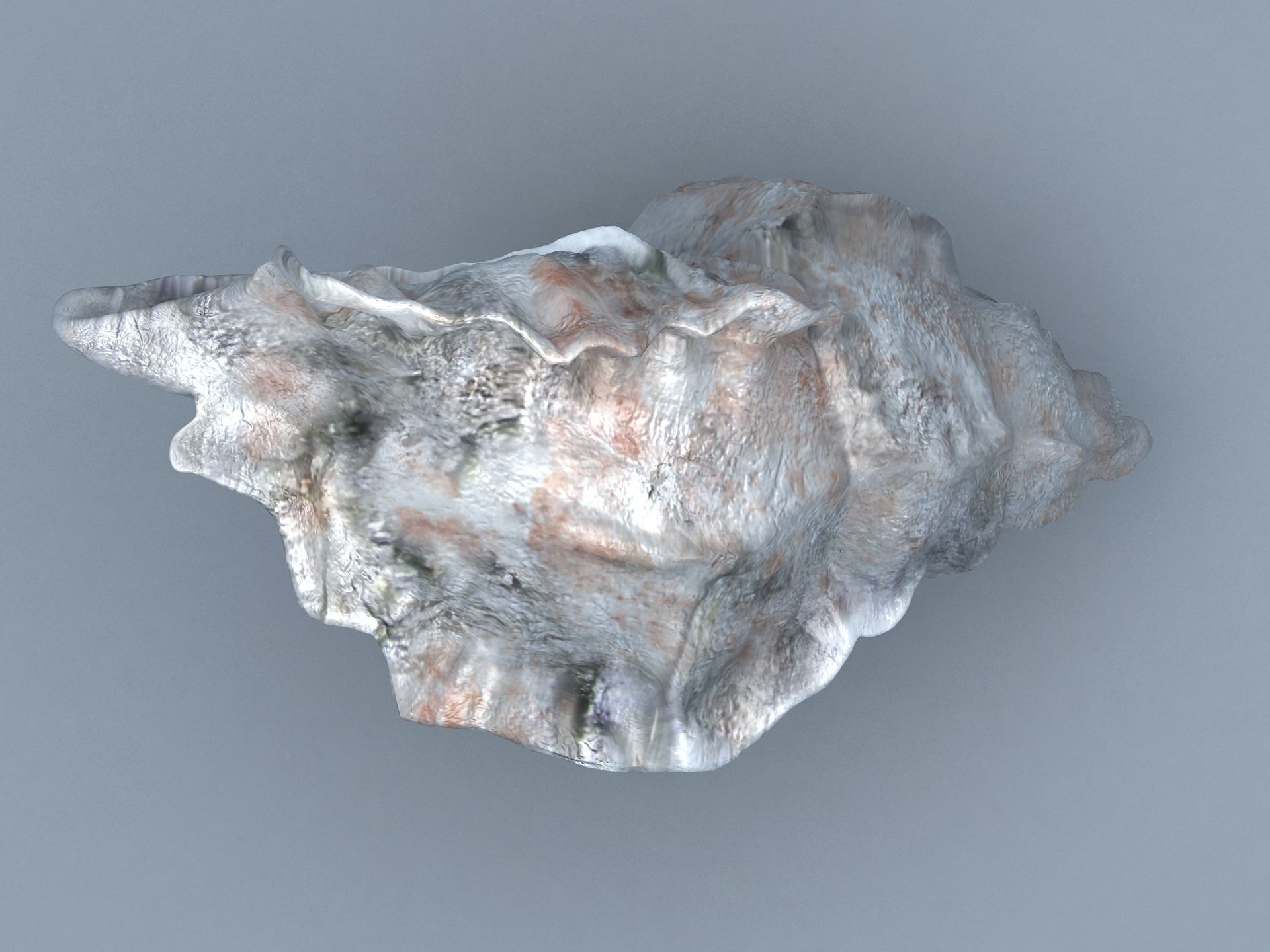 Sea Snail Conch Low-poly 3D model_8