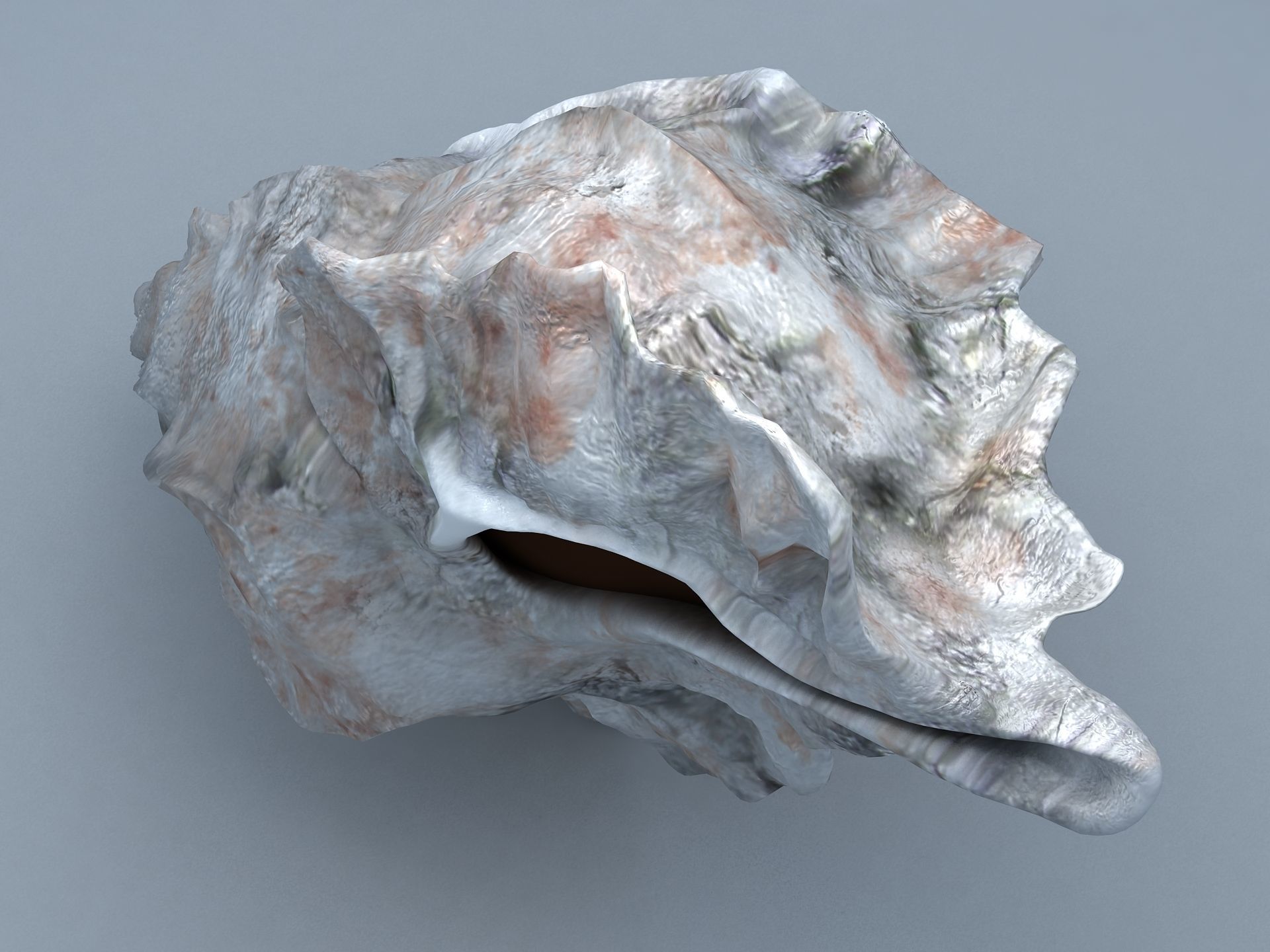 Sea Snail Conch Low-poly 3D model_4