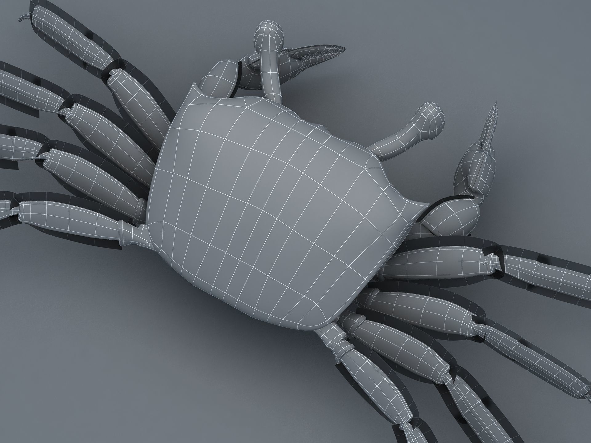 Ocypode stimpsoni Ghost Crab Low-poly 3D model_20