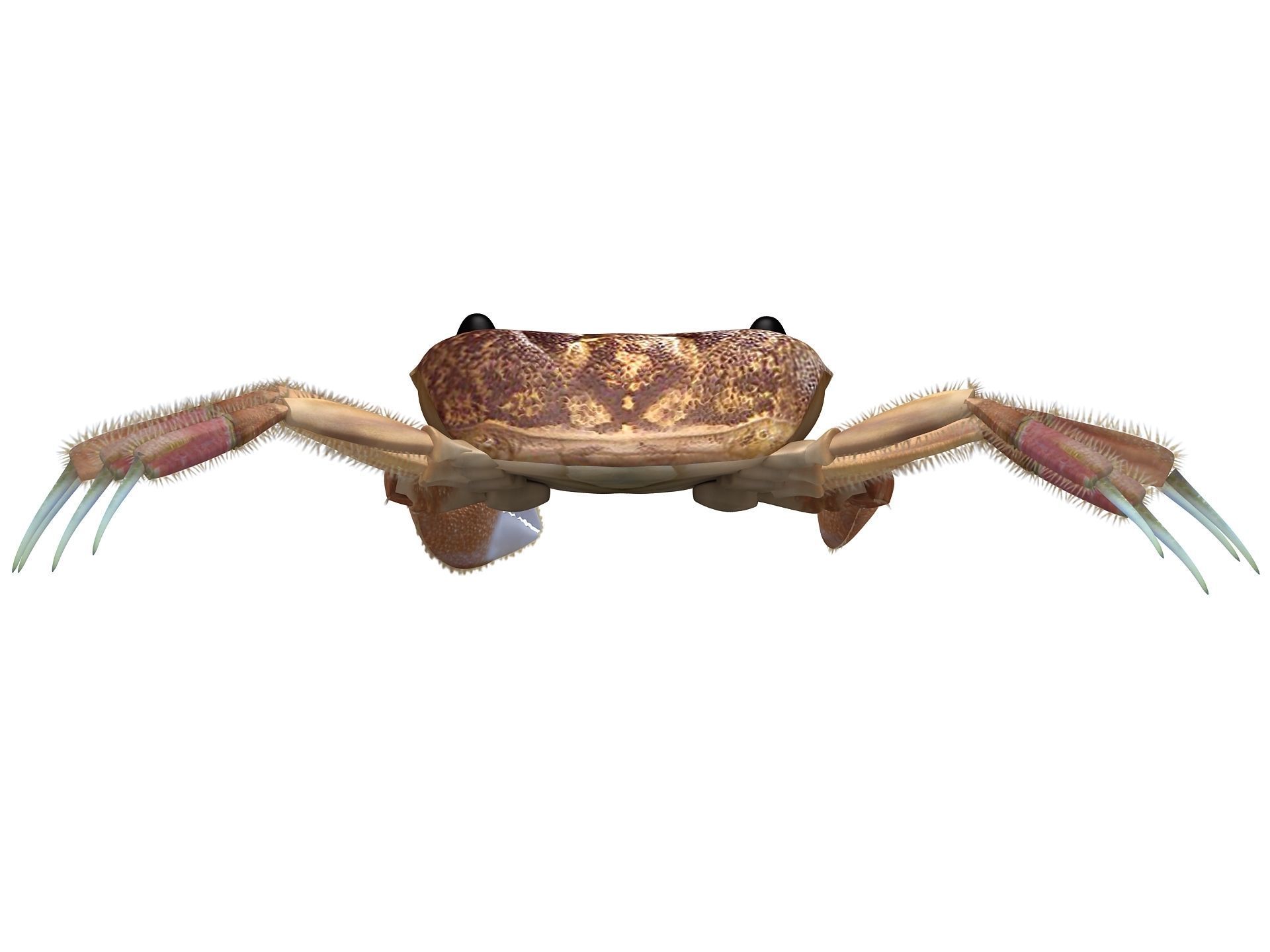 Ocypode stimpsoni Ghost Crab Low-poly 3D model_5