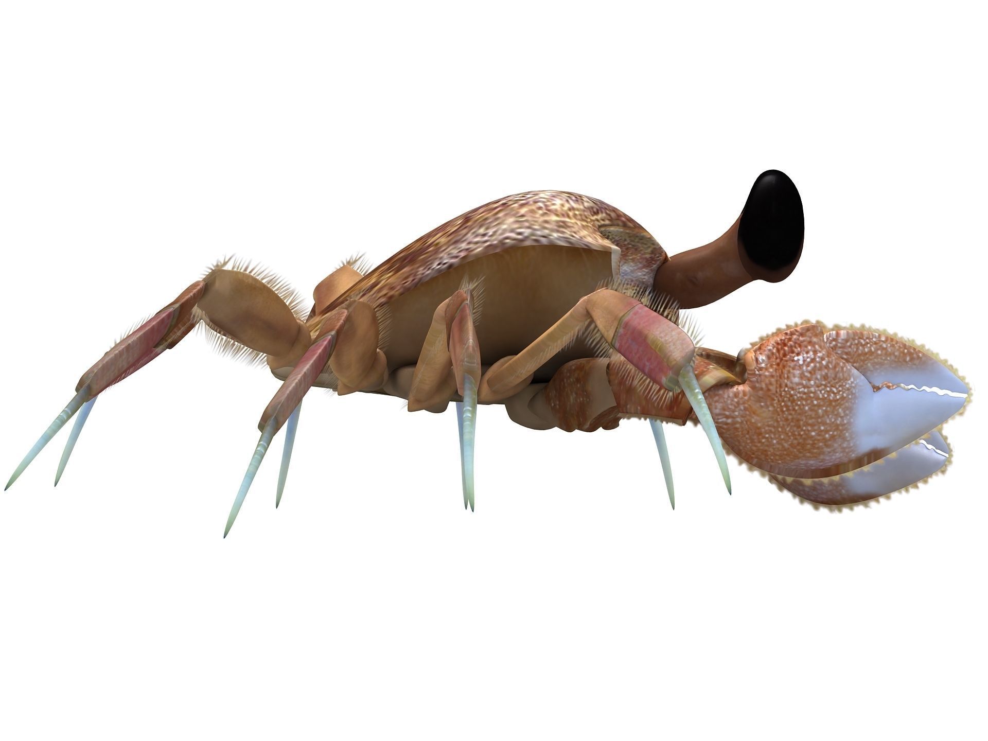 Ocypode stimpsoni Ghost Crab Low-poly 3D model_4