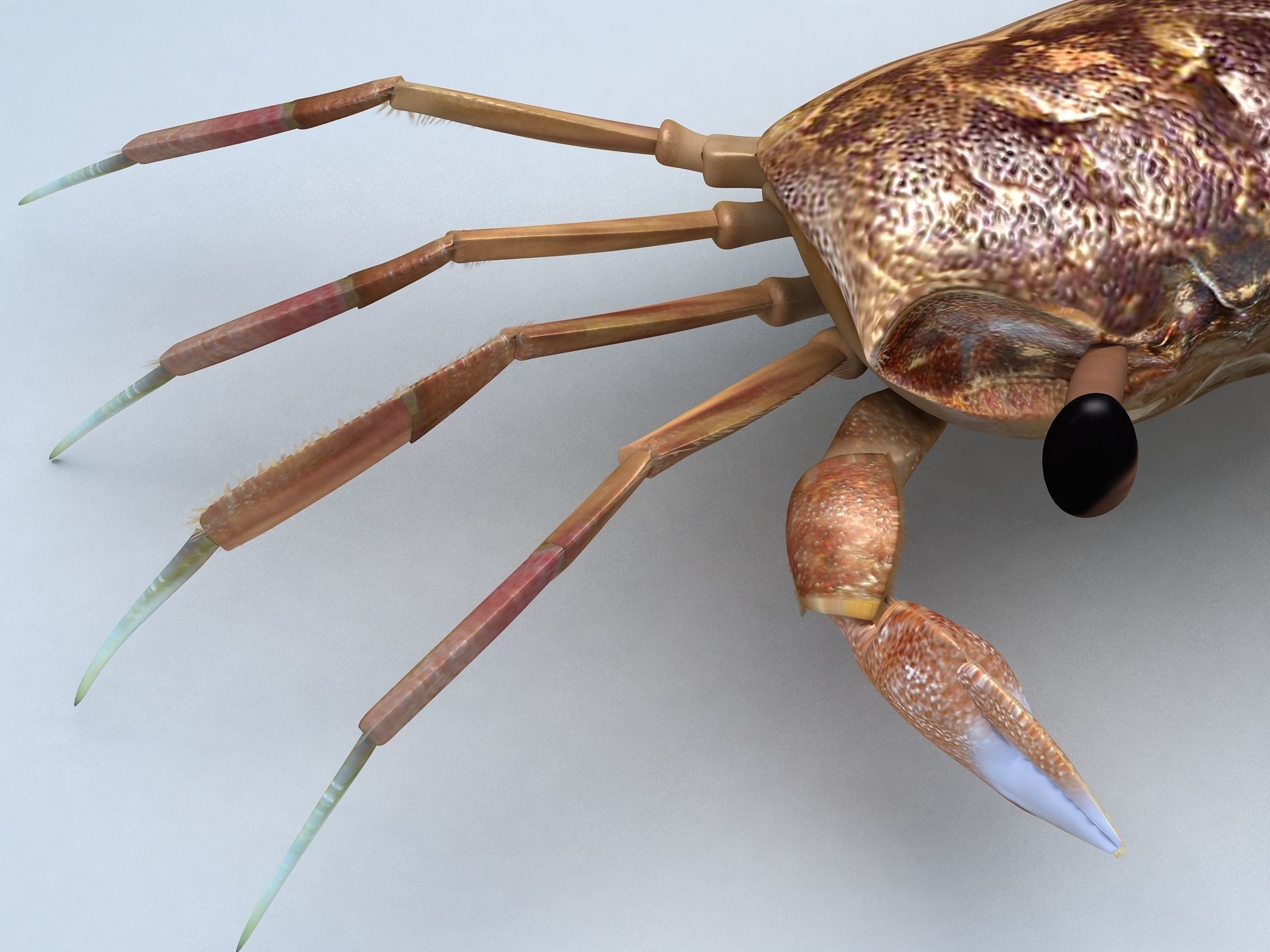 Ocypode stimpsoni Ghost Crab Low-poly 3D model_2