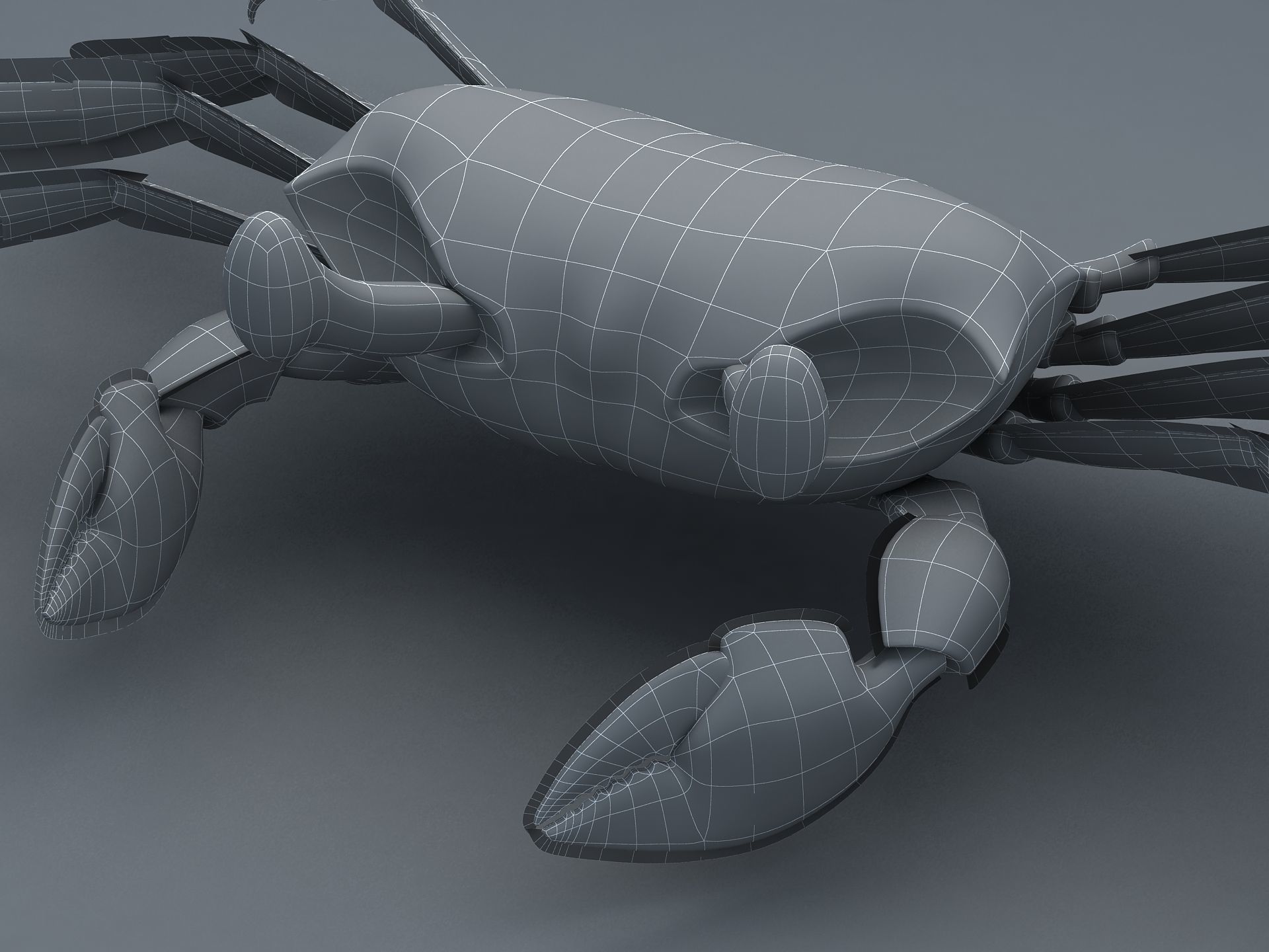 Ocypode stimpsoni Ghost Crab Low-poly 3D model_16