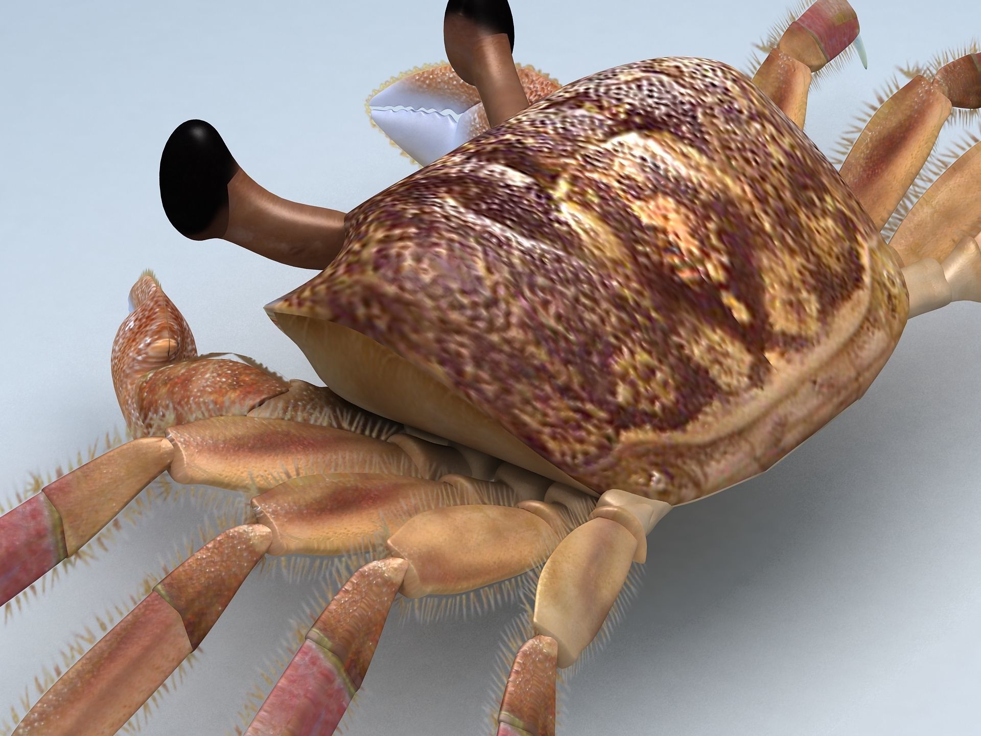 Ocypode stimpsoni Ghost Crab Low-poly 3D model_10
