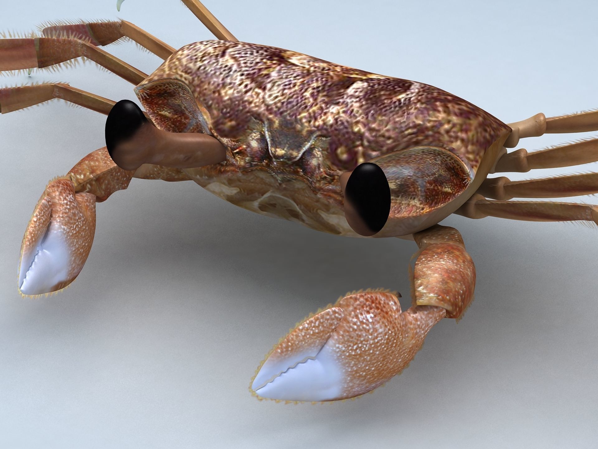 Ocypode stimpsoni Ghost Crab Low-poly 3D model_6