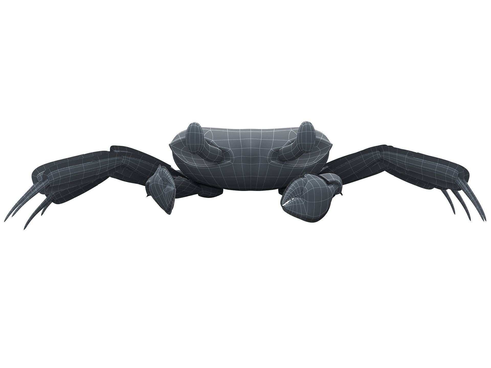 Ocypode stimpsoni Ghost Crab Low-poly 3D model_13