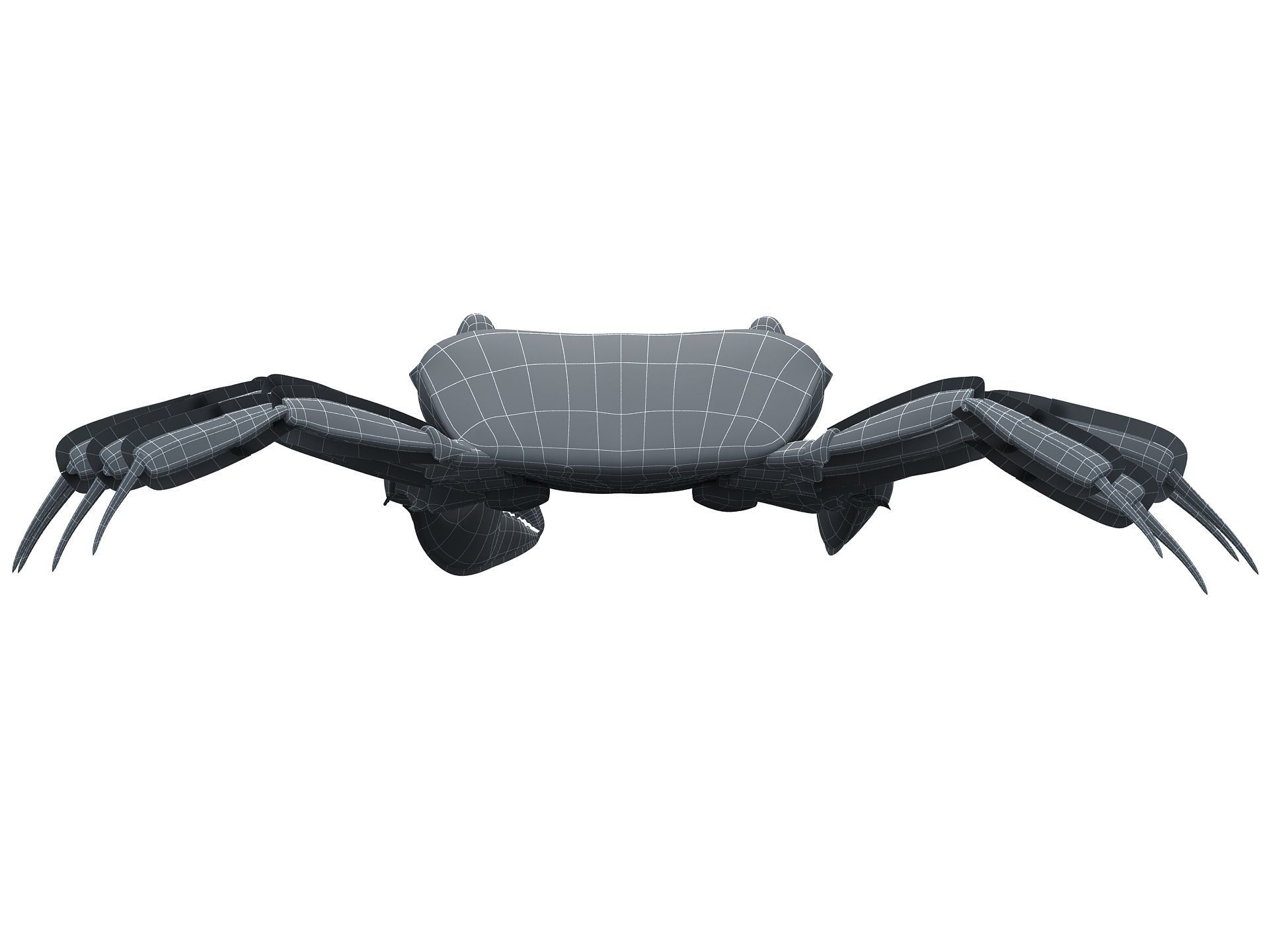 Ocypode stimpsoni Ghost Crab Low-poly 3D model_14